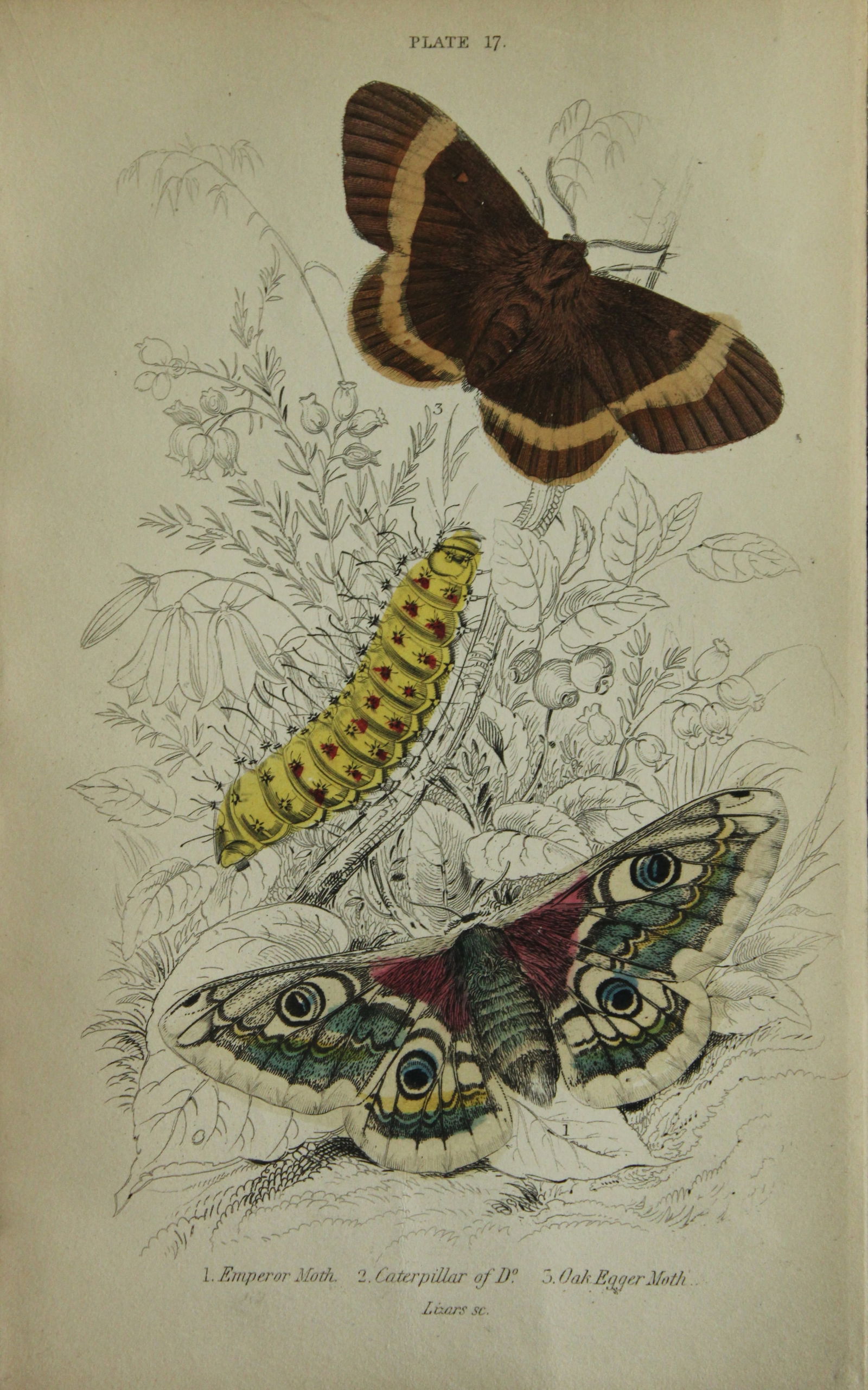 James Duncan - Hand coloured engraving of British Moths 1836: This engraving is from Sir William Jardine?s The Naturalist's Library ? Entomology, Volume IV, British Moths, Sphinxes etc by James Duncan, published by WH Lizars, Edinburgh 1836. These hand coloured