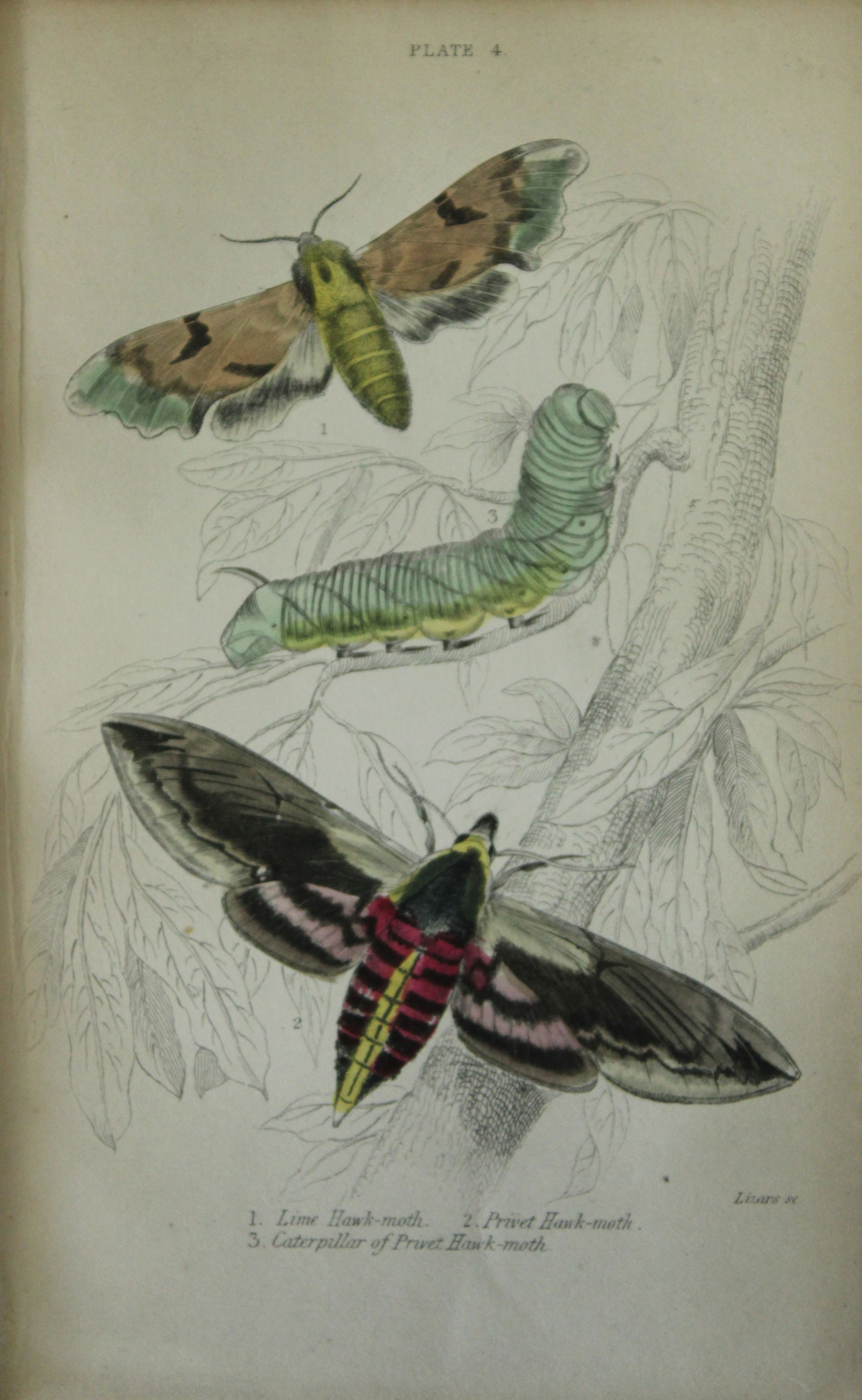 James Duncan - Hand coloured engraving of British Moths 1836: This engraving is from Sir William Jardine?s The Naturalist's Library ? Entomology, Volume IV, British Moths, Sphinxes etc by James Duncan, published by WH Lizars, Edinburgh 1836. These hand coloured