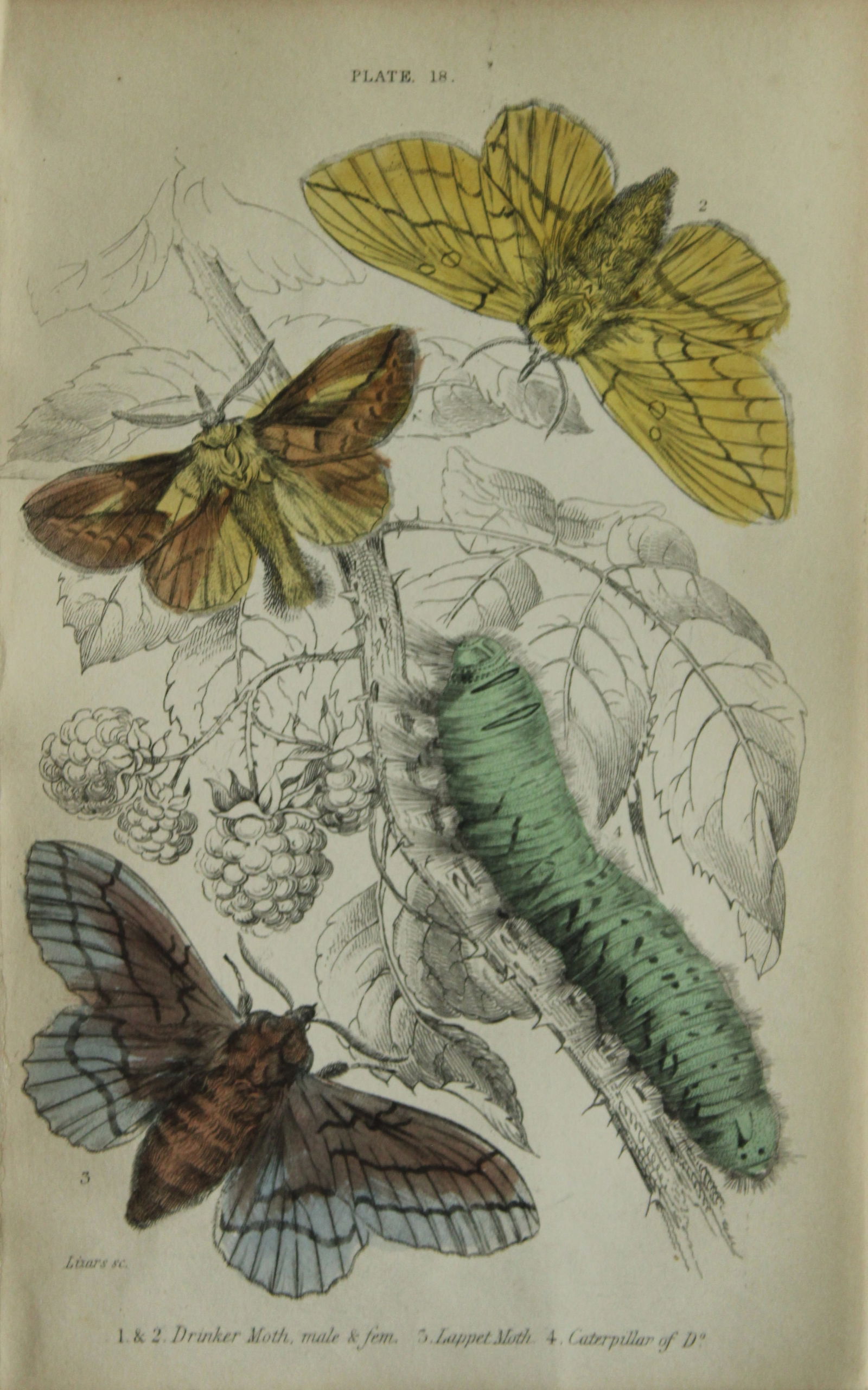 James Duncan - Hand coloured engraving of British Moths 1836: This engraving is from Sir William Jardine?s The Naturalist's Library ? Entomology, Volume IV, British Moths, Sphinxes etc by James Duncan, published by WH Lizars, Edinburgh 1836. These hand coloured