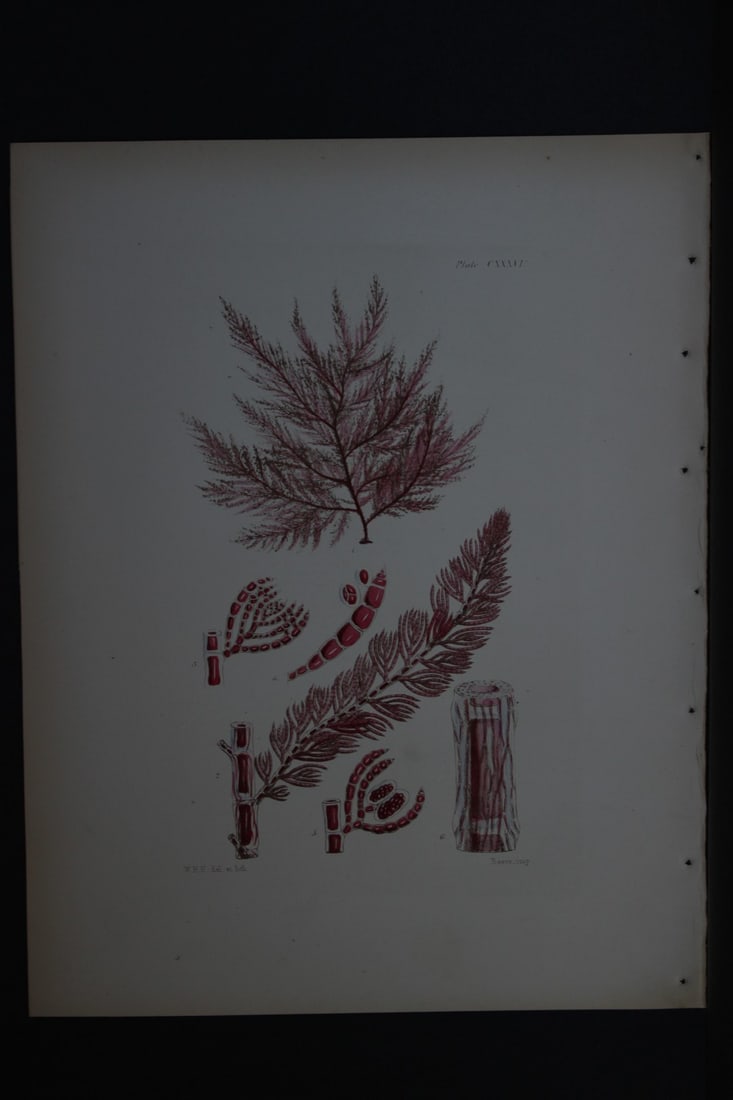 William Harvey - Hand-coloured lithograph of Sea-Weed 1846 (1 of 1)