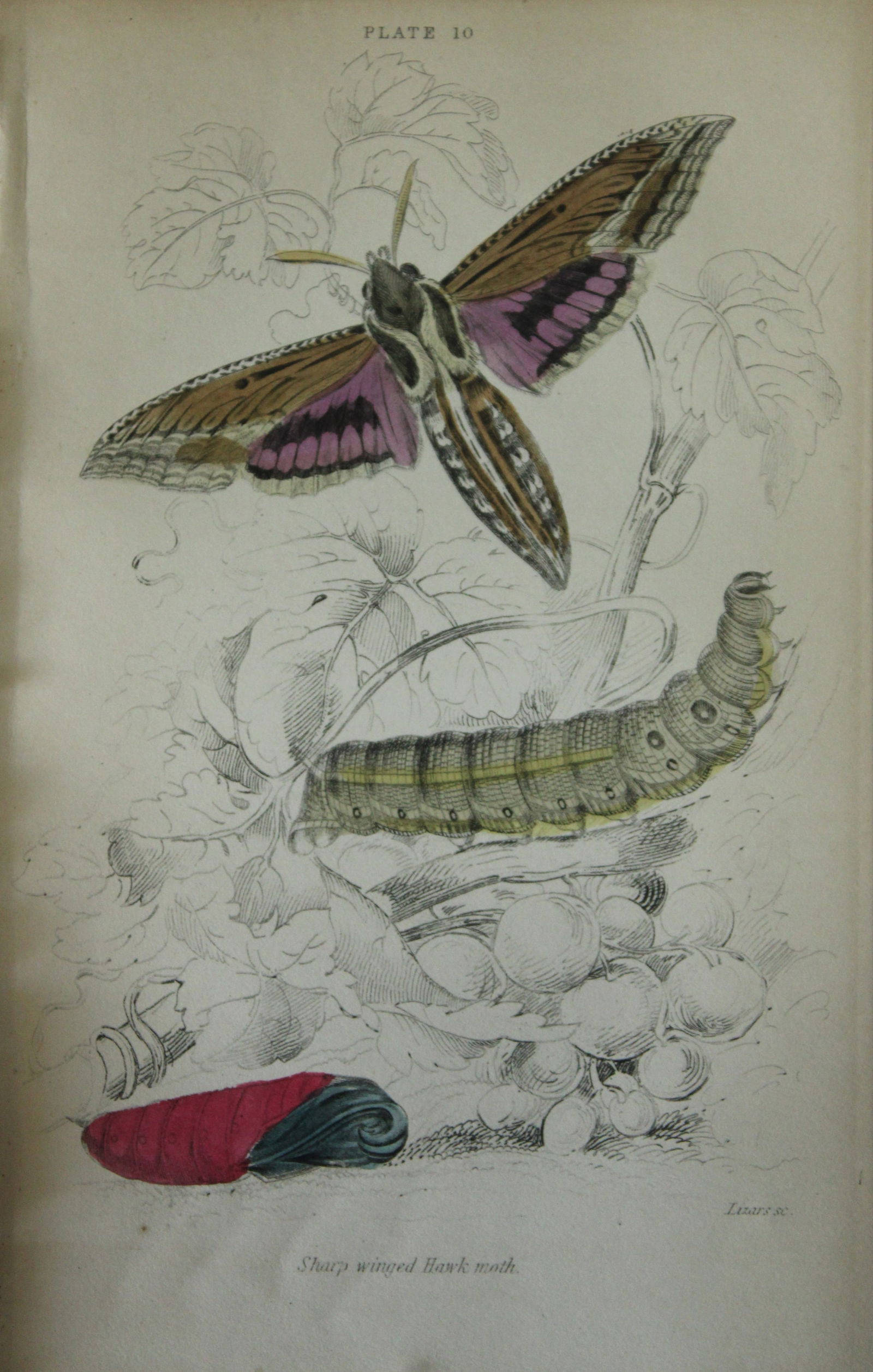 James Duncan - Hand coloured engraving of British Moths 1836 (1 of 1)