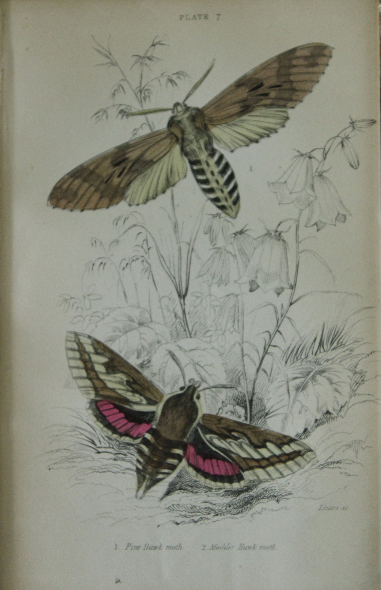James Duncan - Hand coloured engraving of British Moths 1836: This engraving is from Sir William Jardine?s The Naturalist's Library ? Entomology, Volume IV, British Moths, Sphinxes etc by James Duncan, published by WH Lizars, Edinburgh 1836. These hand coloured