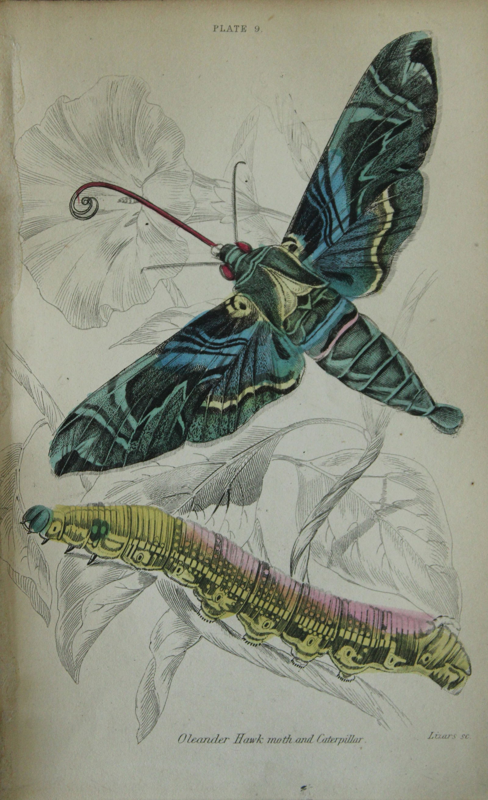 James Duncan - Hand coloured engraving of British Moths 1836: This engraving is from Sir William Jardine?s The Naturalist's Library ? Entomology, Volume IV, British Moths, Sphinxes etc by James Duncan, published by WH Lizars, Edinburgh 1836. These hand coloured