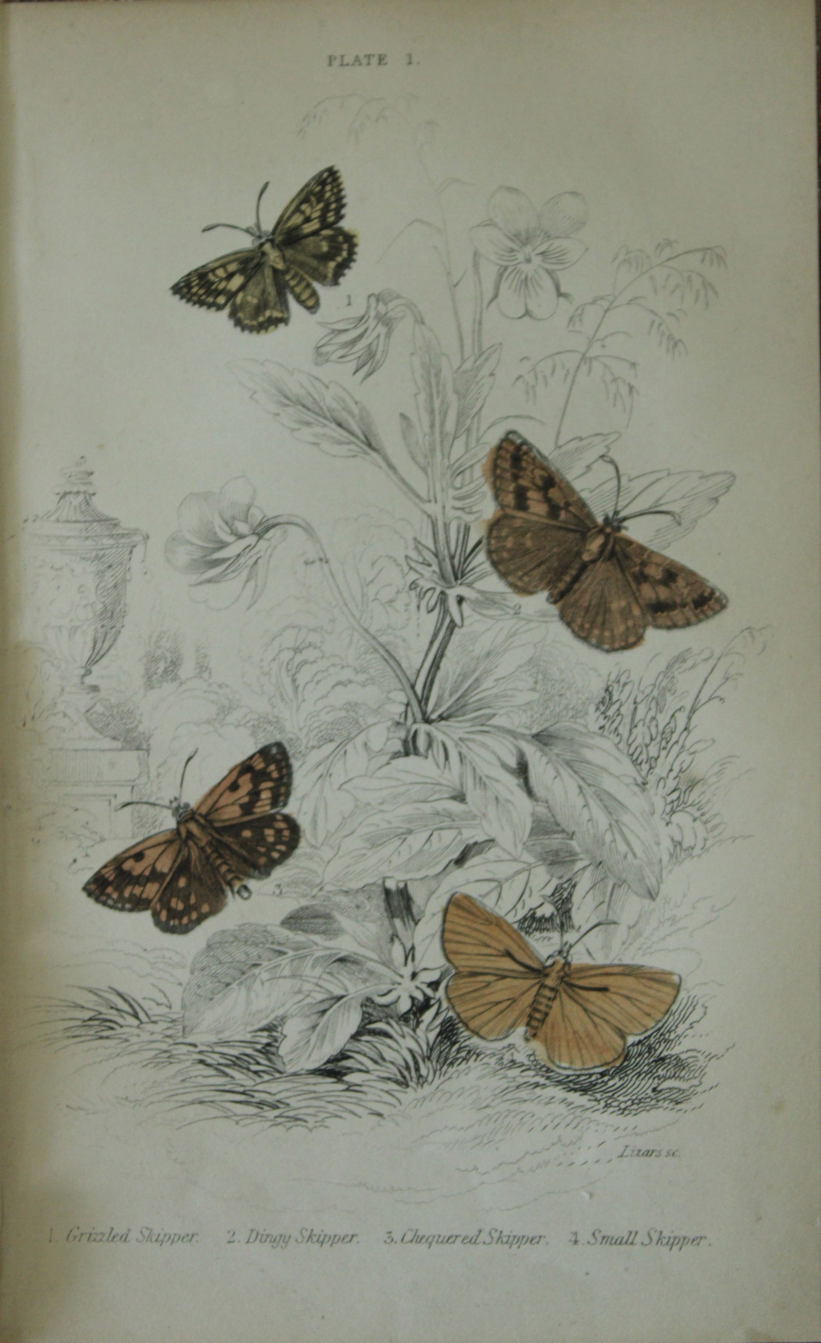 James Duncan - Hand coloured engraving of British Moths 1836: This engraving is from Sir William Jardine?s The Naturalist's Library ? Entomology, Volume IV, British Moths, Sphinxes etc by James Duncan, published by WH Lizars, Edinburgh 1836. These hand coloured