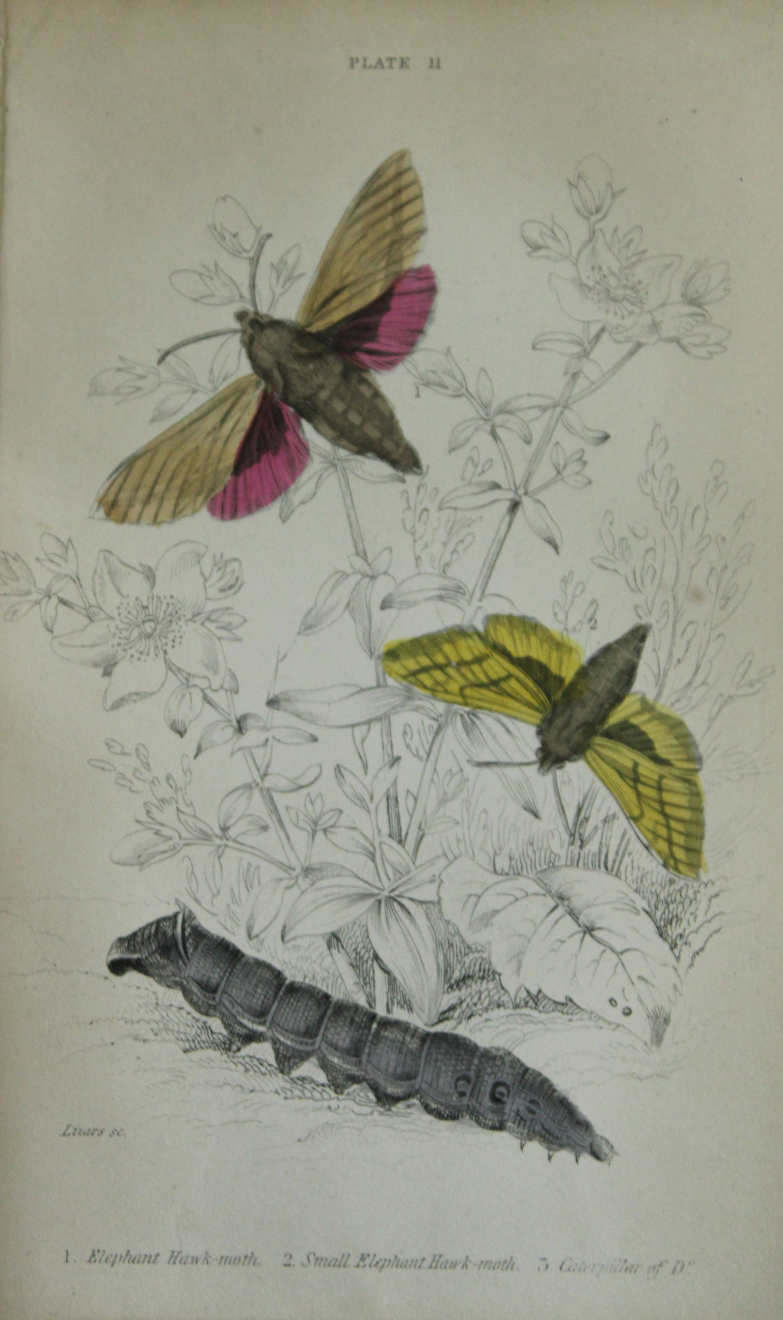 James Duncan - Hand coloured engraving of British Moths 1836: This engraving is from Sir William Jardine?s The Naturalist's Library ? Entomology, Volume IV, British Moths, Sphinxes etc by James Duncan, published by WH Lizars, Edinburgh 1836. These hand coloured