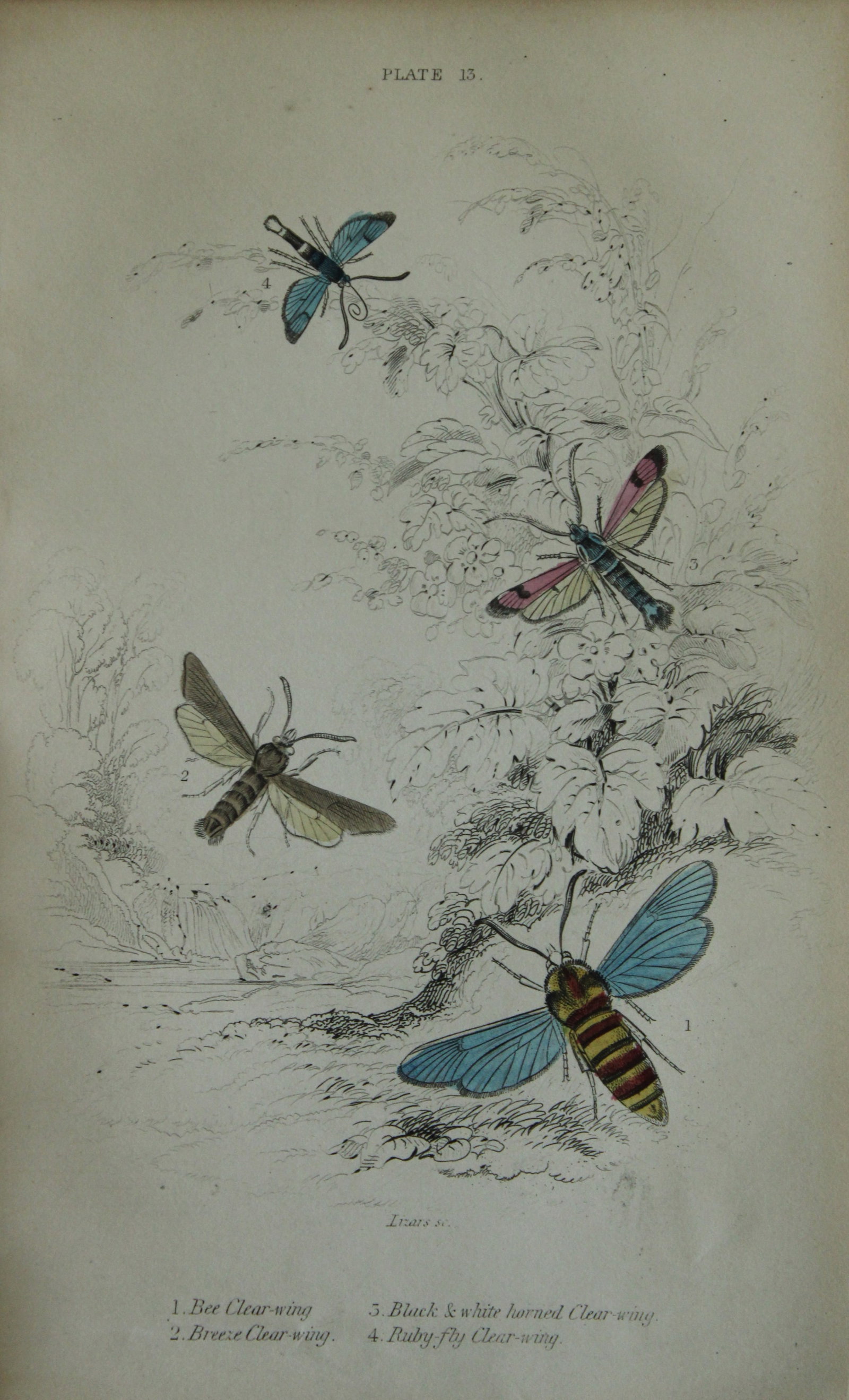 James Duncan - Hand coloured engraving of British Moths 1836: This engraving is from Sir William Jardine?s The Naturalist's Library ? Entomology, Volume IV, British Moths, Sphinxes etc by James Duncan, published by WH Lizars, Edinburgh 1836. These hand coloured