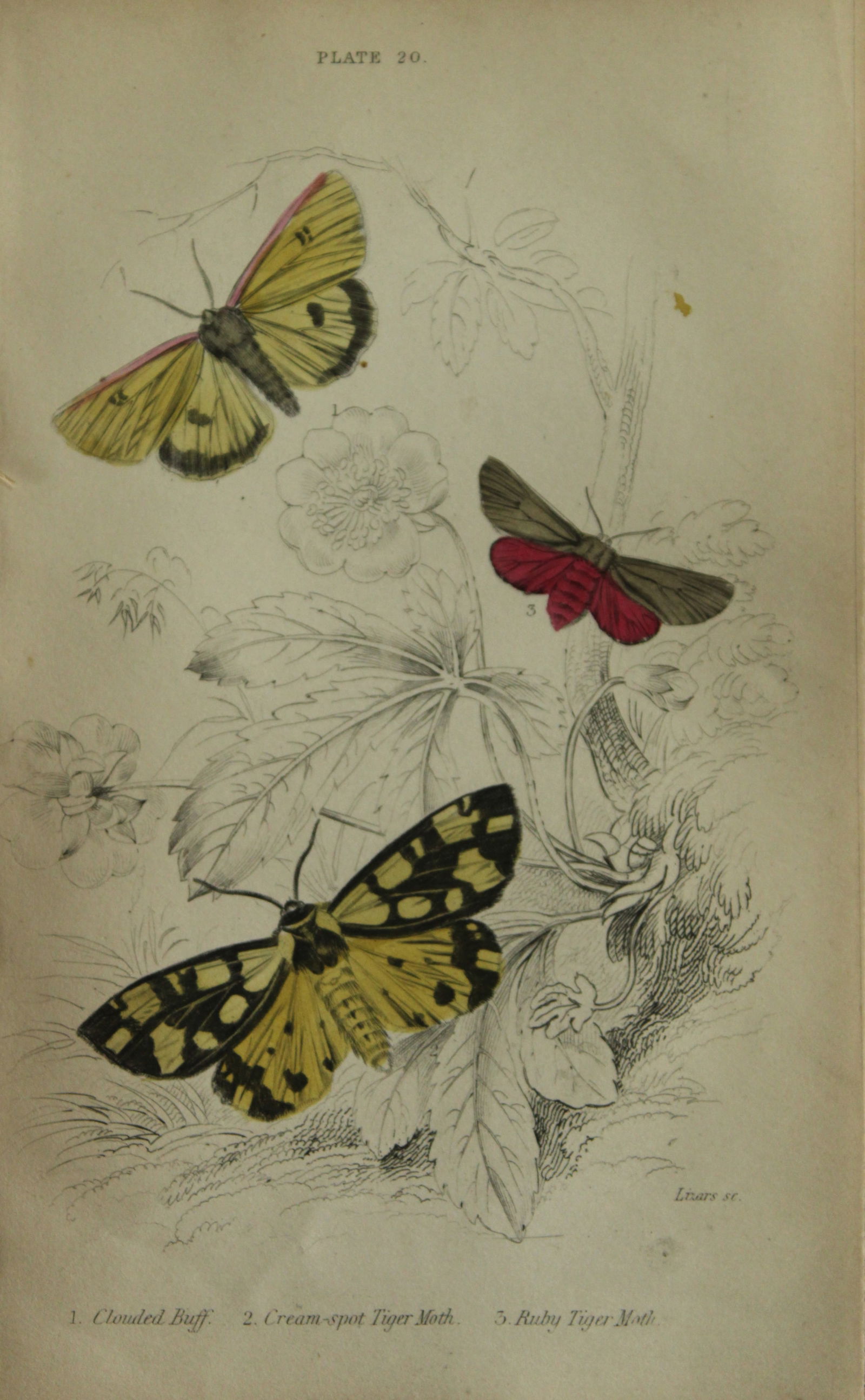 James Duncan - Hand coloured engraving of British Moths 1836 (1 of 1)