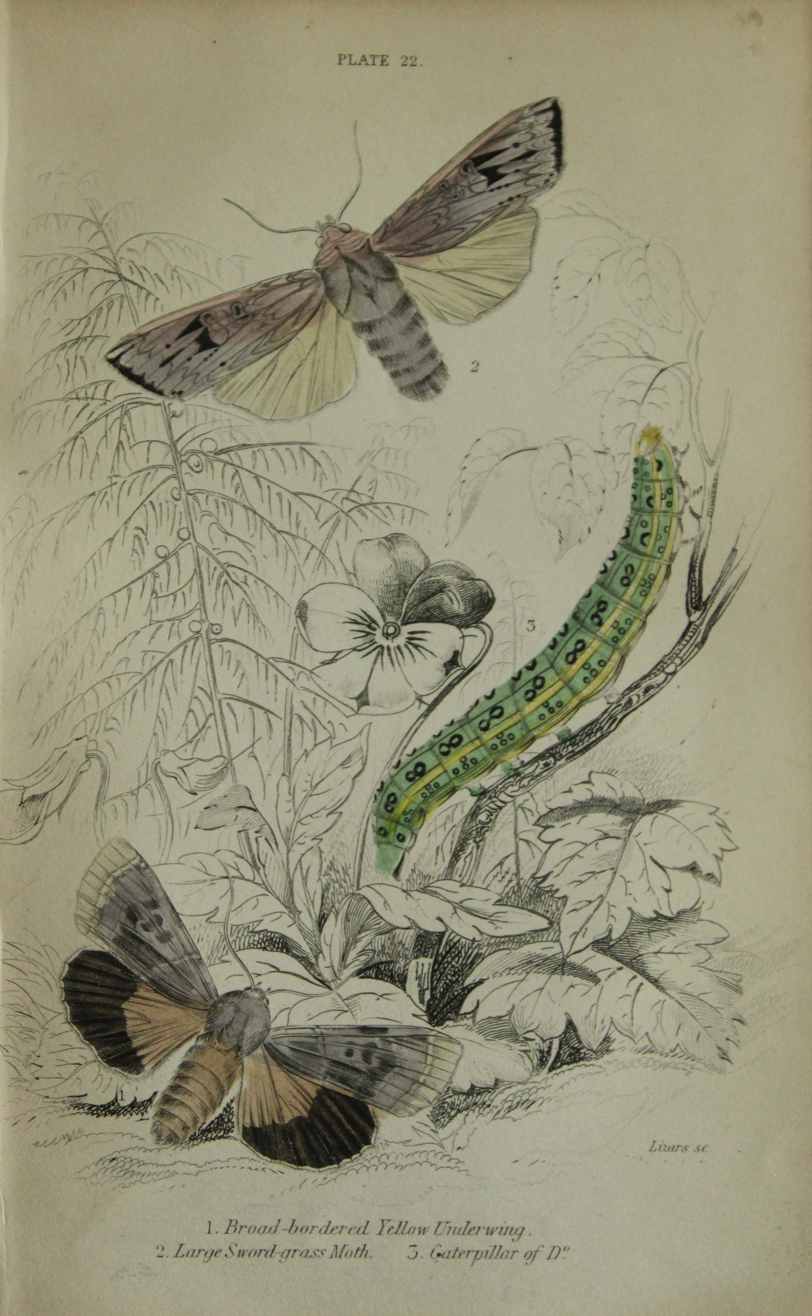 James Duncan - Hand coloured engraving of British Moths 1836: This engraving is from Sir William Jardine?s The Naturalist's Library ? Entomology, Volume IV, British Moths, Sphinxes etc by James Duncan, published by WH Lizars, Edinburgh 1836. These hand coloured