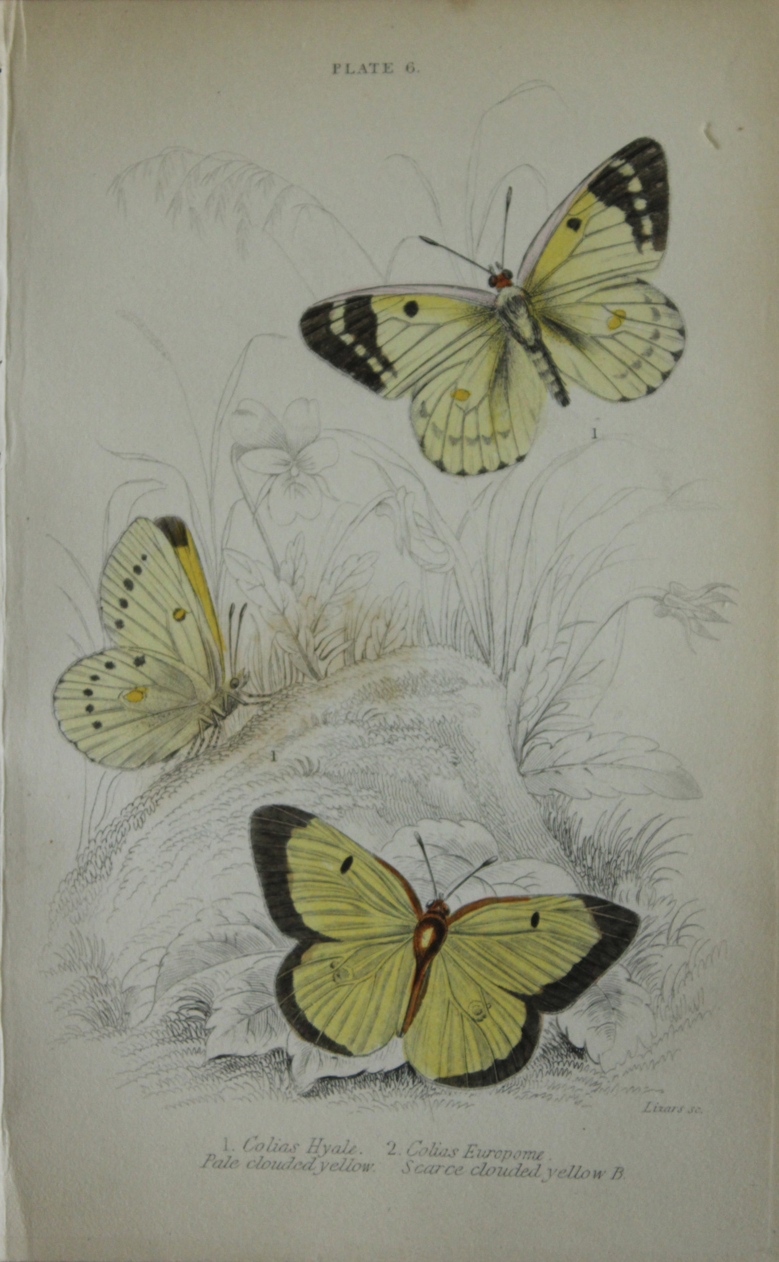 James Duncan - Hand coloured engraving of British Butterflies 1835: This engraving of British butterflies is from Sir William Jardine?s The Naturalist's Library ? Entomology, Volume III, British Butterflies by James Duncan, published by WH Lizars, Edinburgh 1835. Each