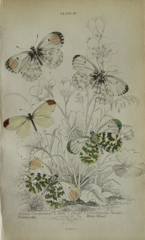 James Duncan - Hand coloured engraving of British Butterflies 1835: This engraving of British butterflies is from Sir William Jardine?s The Naturalist's Library ? Entomology, Volume III, British Butterflies by James Duncan, published by WH Lizars, Edinburgh 1835. Each