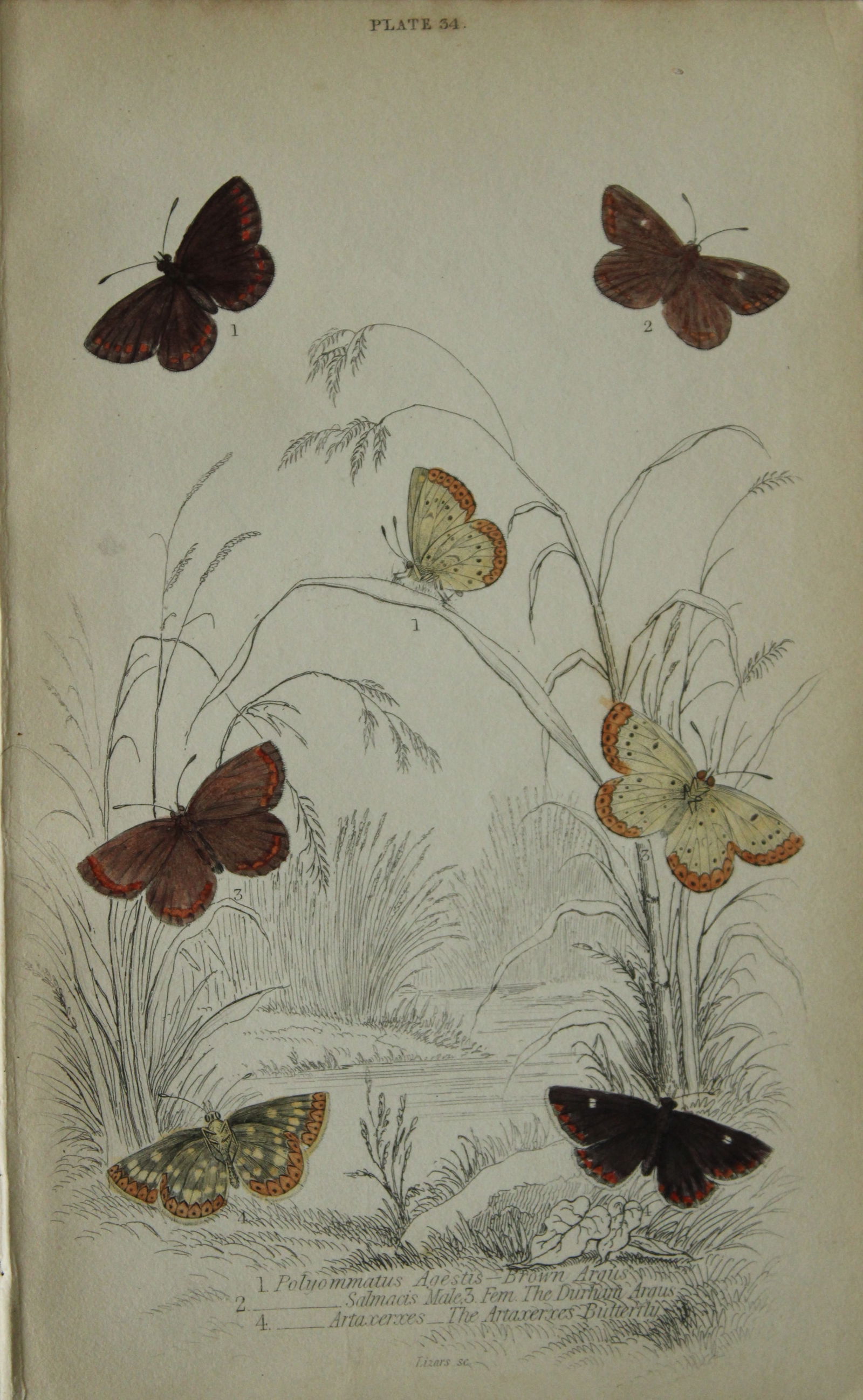 James Duncan - Hand coloured engraving of British Butterflies 1835: This engraving of British butterflies is from Sir William Jardine?s The Naturalist's Library ? Entomology, Volume III, British Butterflies by James Duncan, published by WH Lizars, Edinburgh 1835. Each