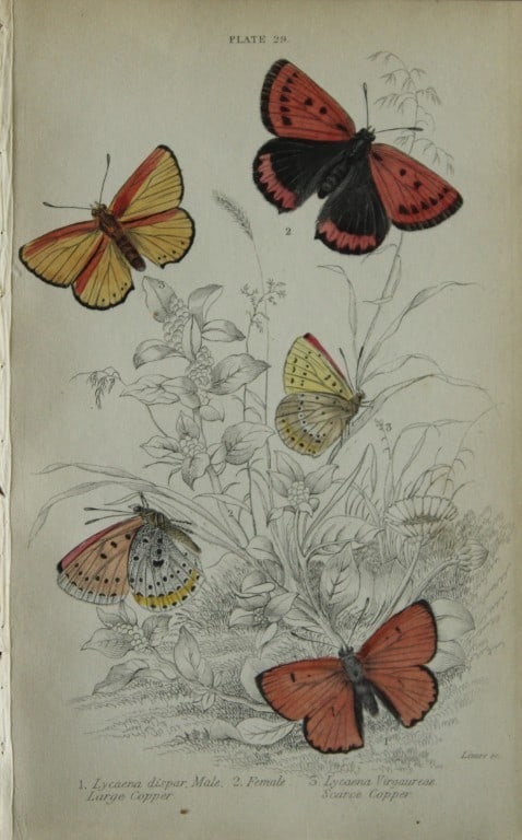 James Duncan - Hand coloured engraving of British Butterflies 1835: This engraving of British butterflies is from Sir William Jardine?s The Naturalist's Library ? Entomology, Volume III, British Butterflies by James Duncan, published by WH Lizars, Edinburgh 1835. Each