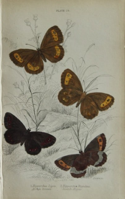 James Duncan - Hand coloured engraving of British Butterflies 1835 (1 of 1)