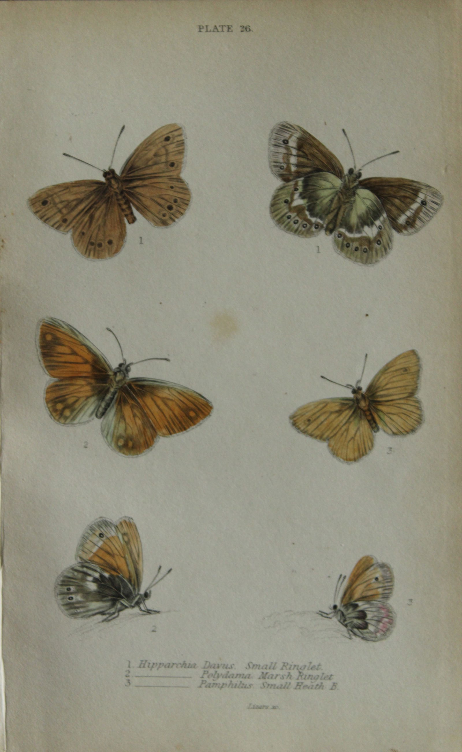 James Duncan - Hand coloured engraving of British Butterflies 1835 (1 of 1)
