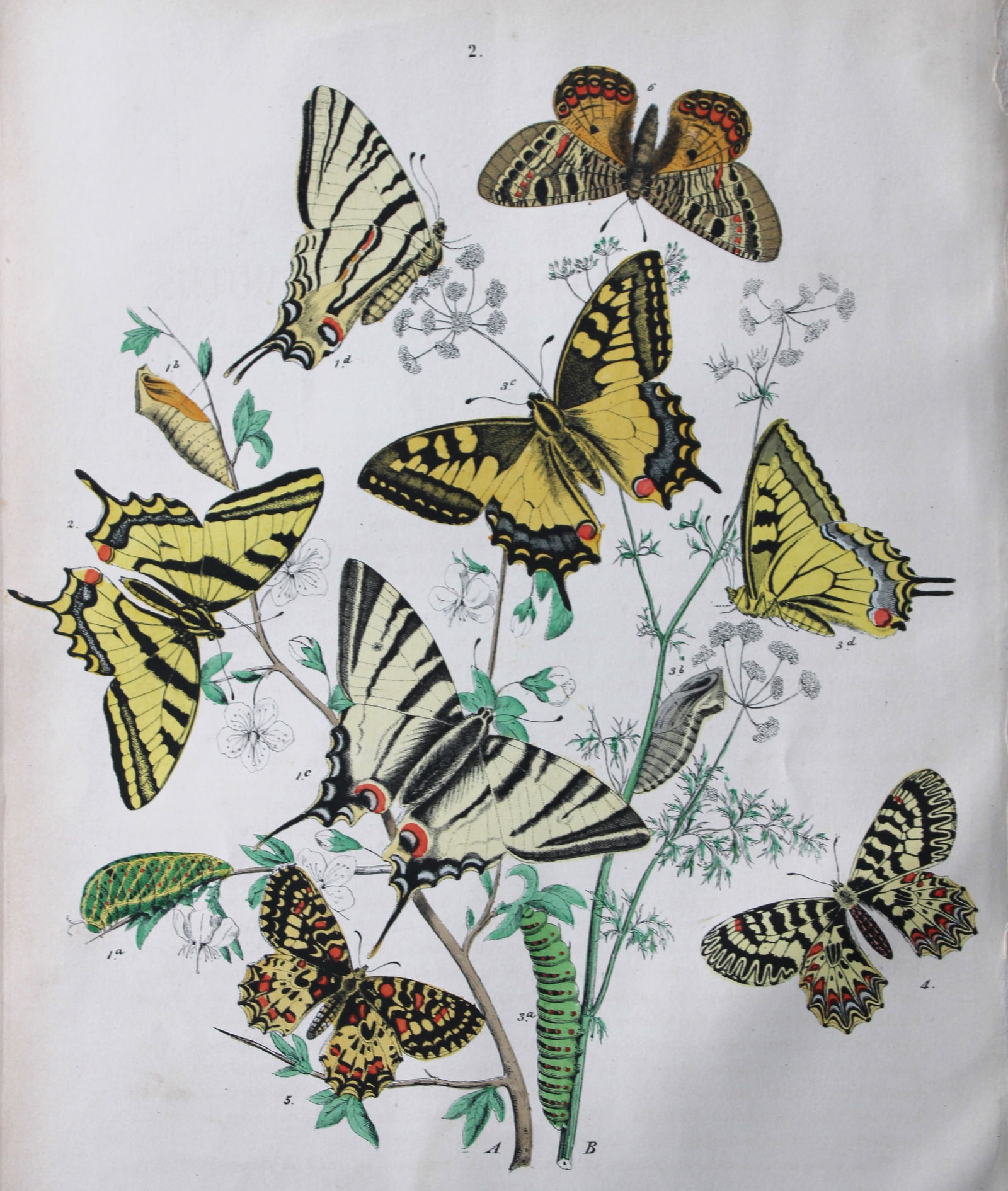 WF Kirby - Hand coloured lithograph from European Butterflies and Moths 1882 (1 of 1)