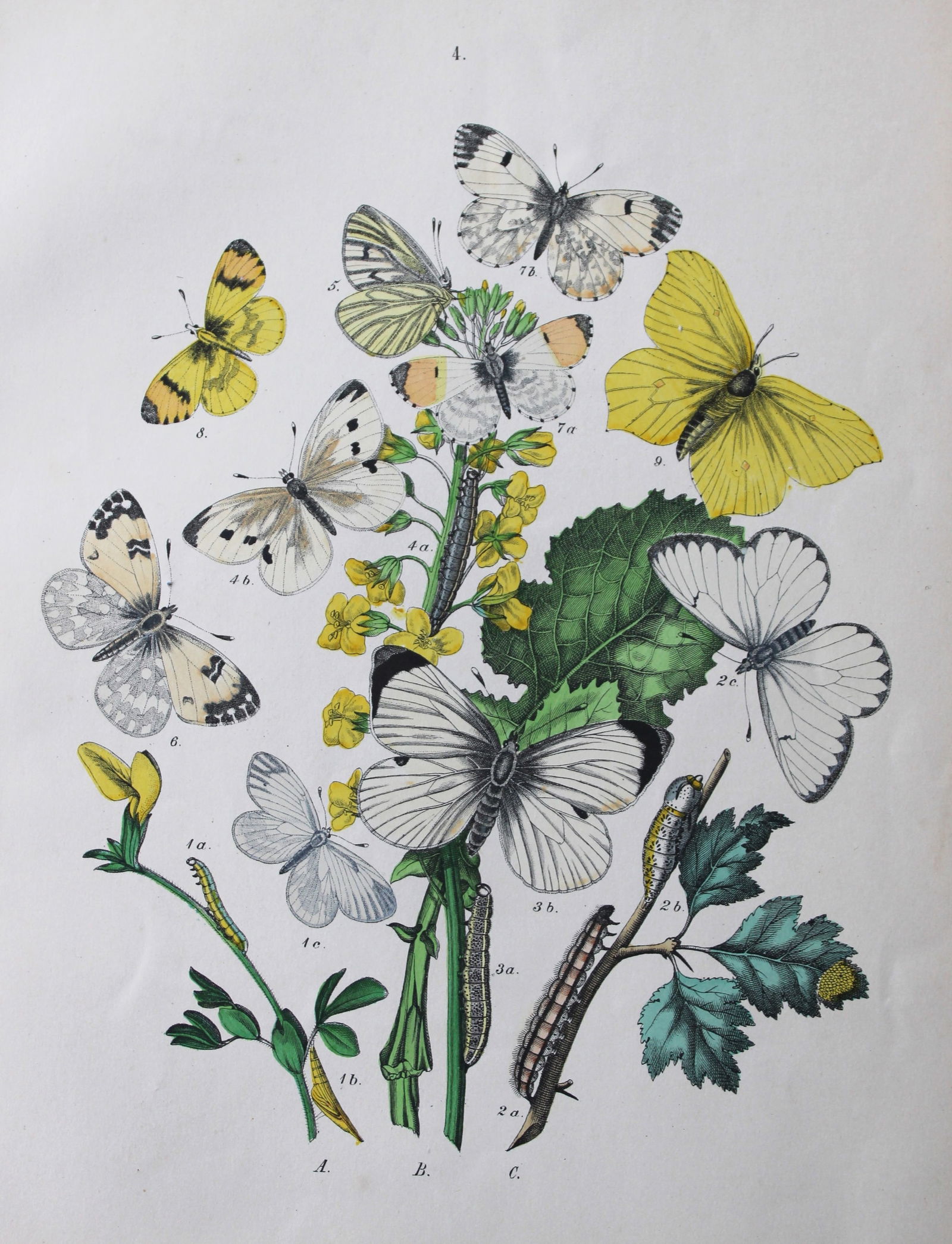 WF Kirby - Hand coloured lithograph from European Butterflies and Moths 1882 (1 of 1)