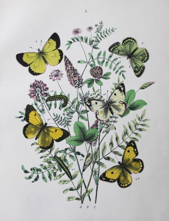 WF Kirby - Hand coloured lithograph from European Butterflies and Moths 1882 (1 of 1)