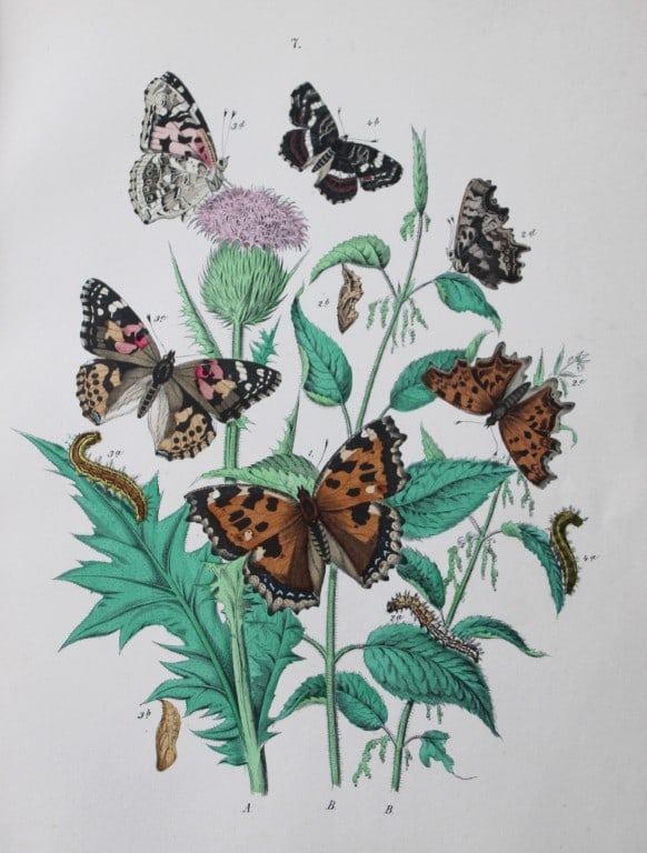 WF Kirby - Hand coloured lithograph from European Butterflies and Moths 1882 (1 of 1)
