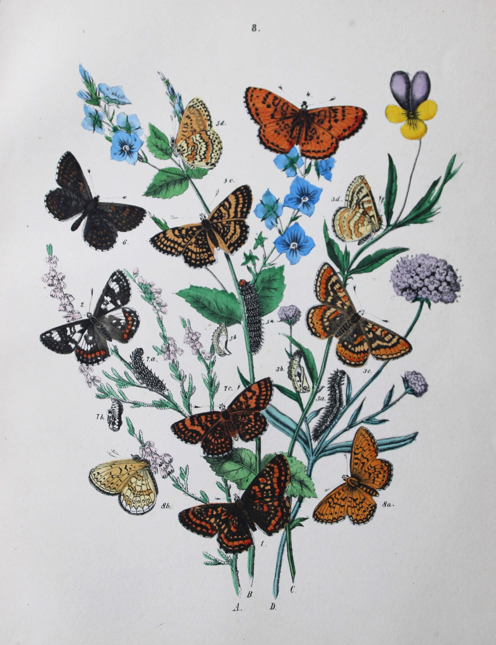 WF Kirby - Hand coloured lithograph from European Butterflies and Moths 1882 (1 of 1)