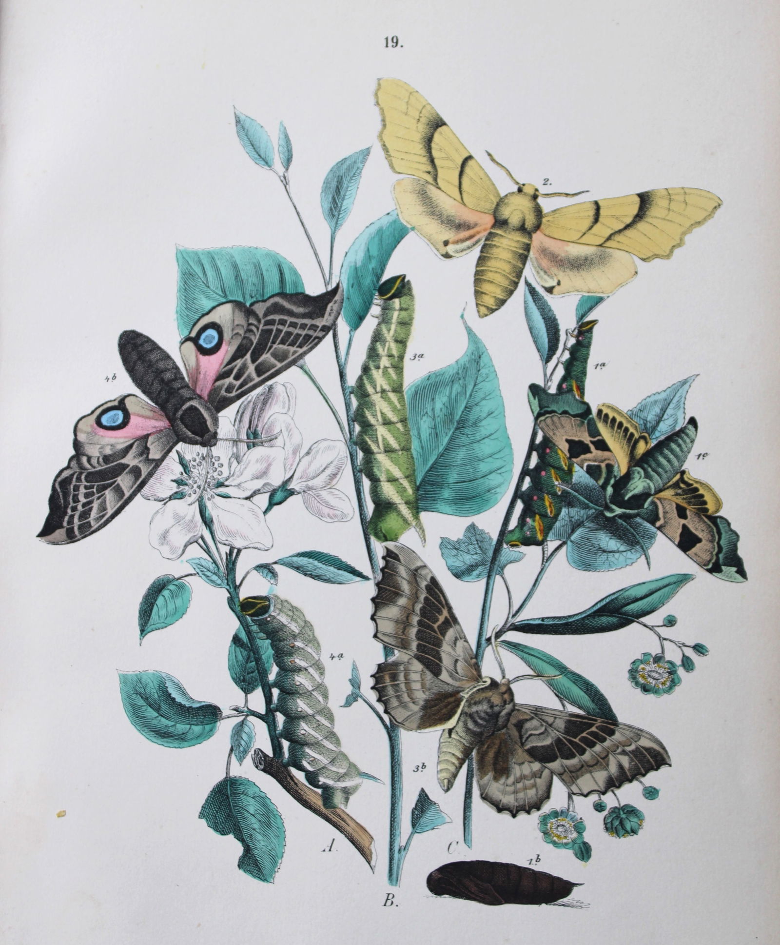 WF Kirby - Hand coloured lithograph from European Butterflies and Moths 1882 (1 of 1)