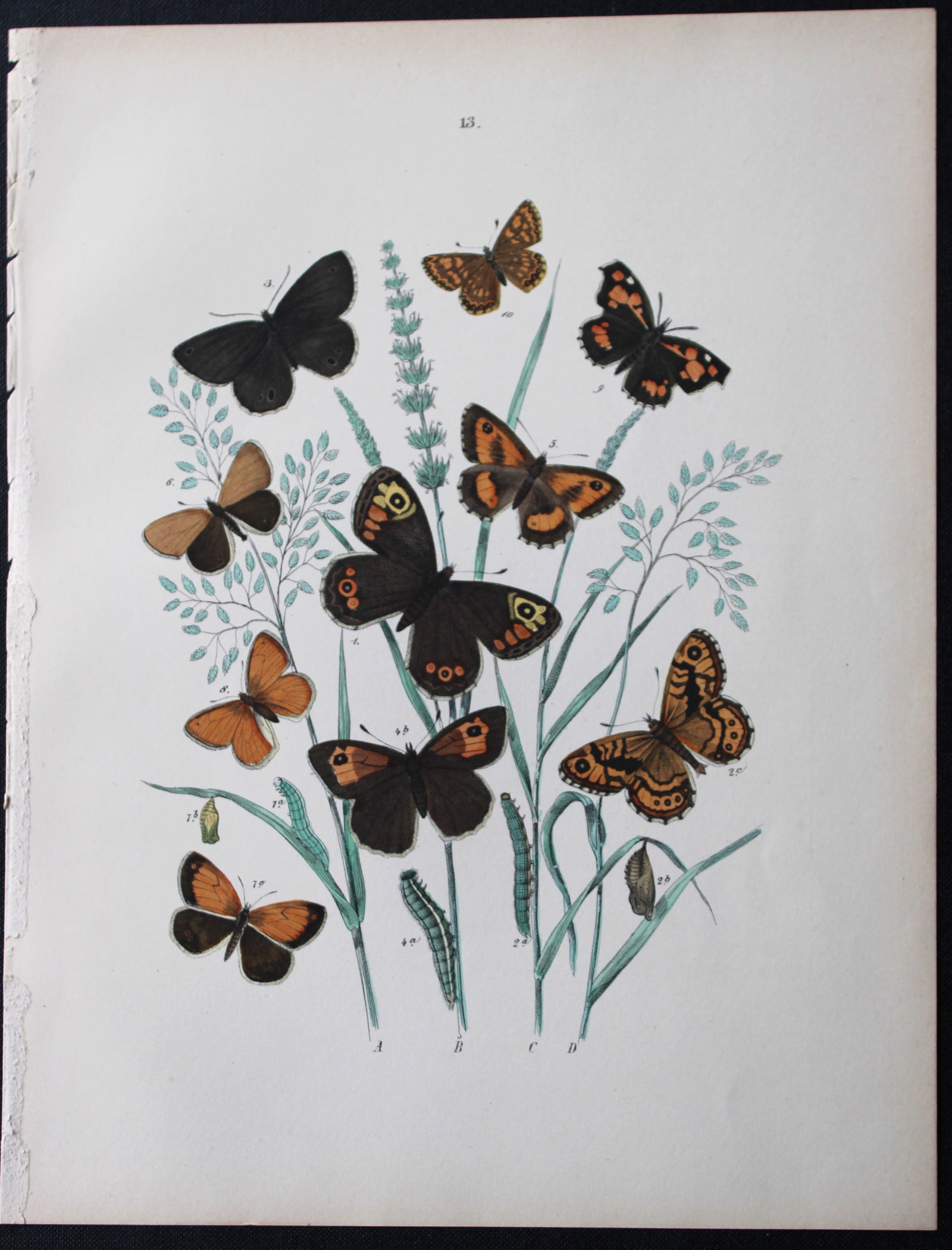 WF Kirby - Hand coloured lithograph from European Butterflies and Moths 1882 (1 of 1)