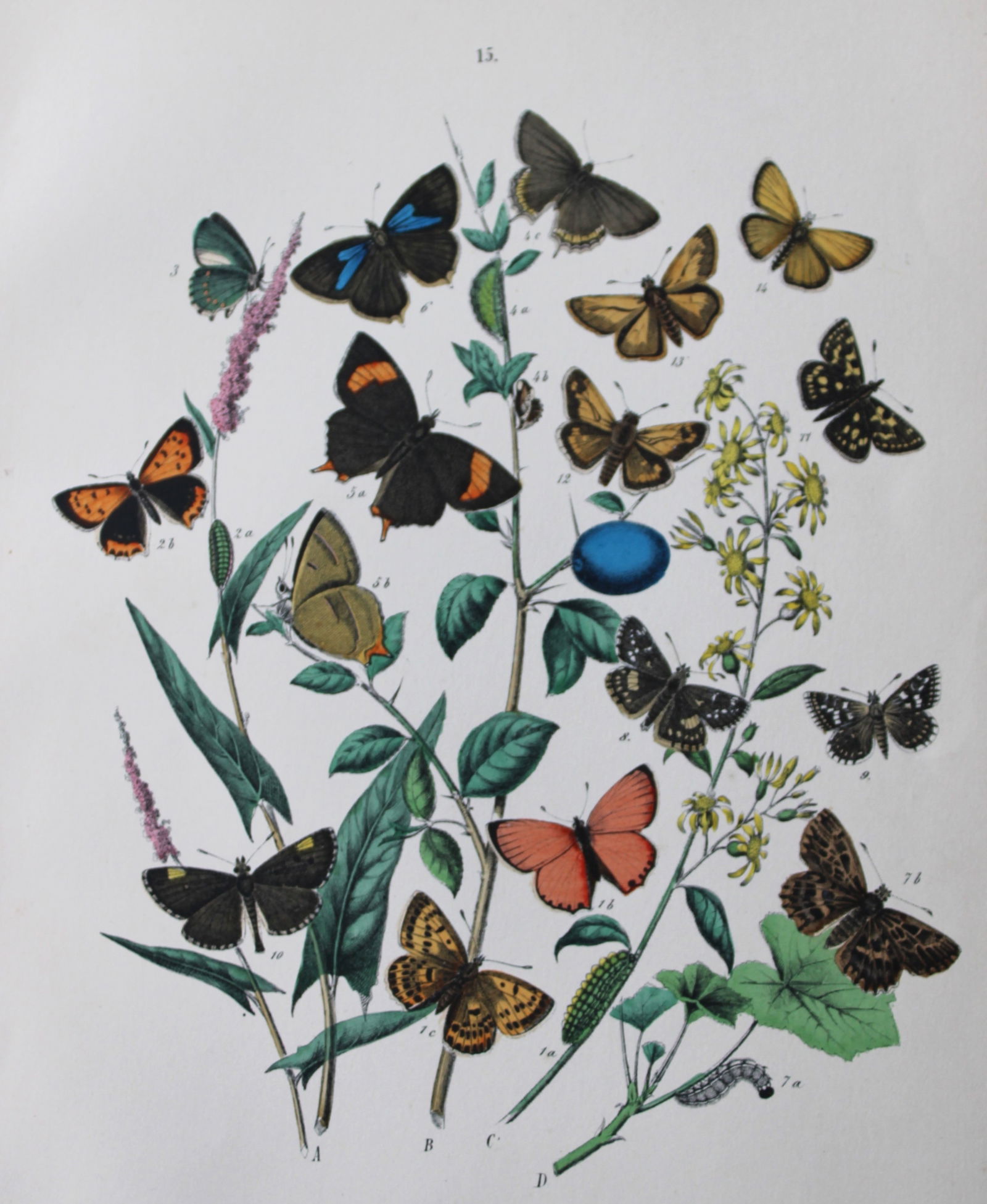 WF Kirby - Hand coloured lithograph from European Butterflies and Moths 1882 (1 of 1)