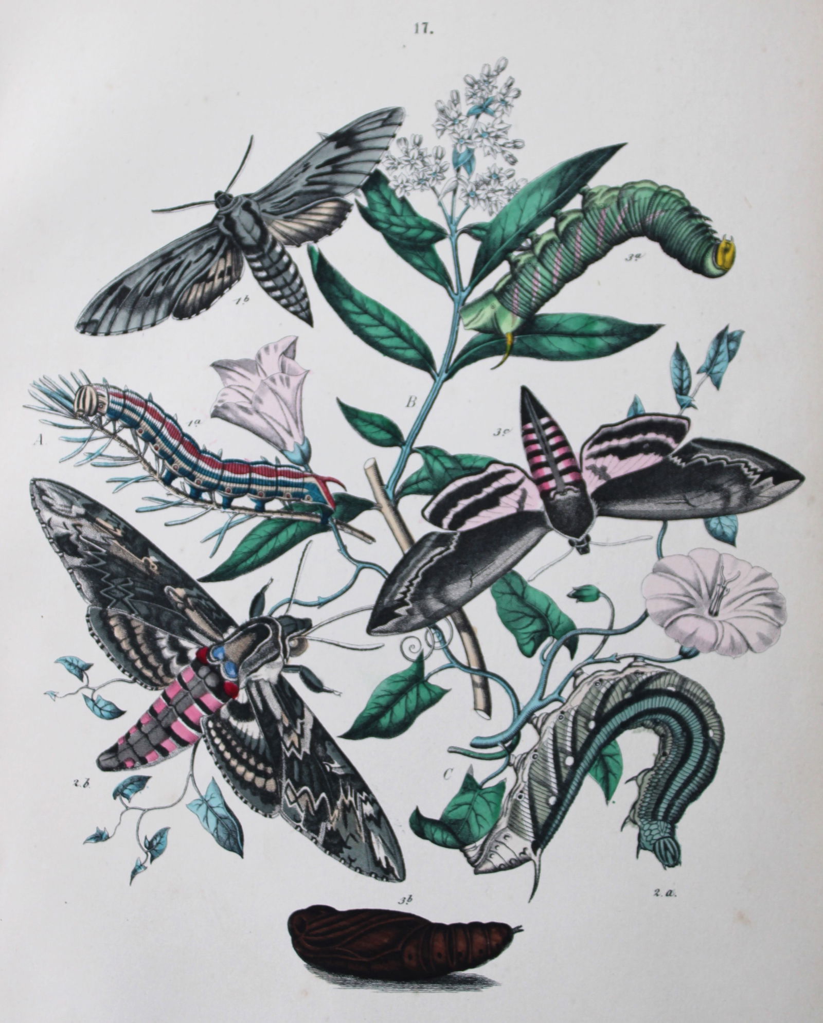 WF Kirby - Hand coloured lithograph from European Butterflies and Moths 1882 (1 of 1)