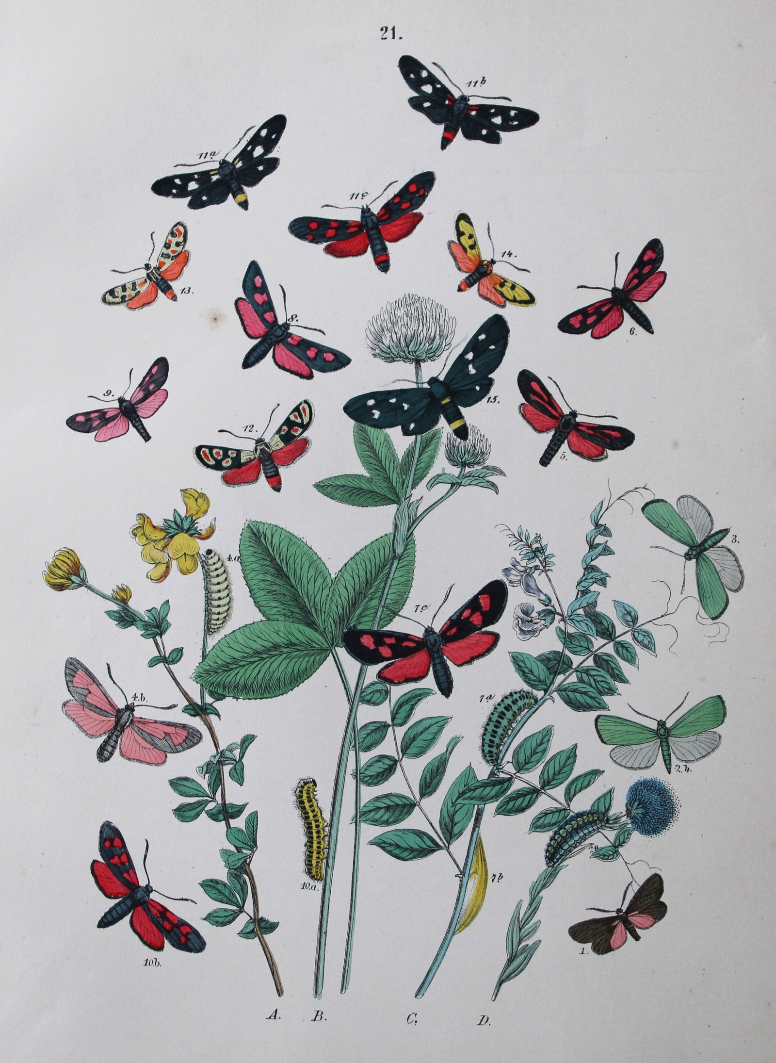 WF Kirby - Hand coloured lithograph from European Butterflies and Moths 1882 (1 of 1)