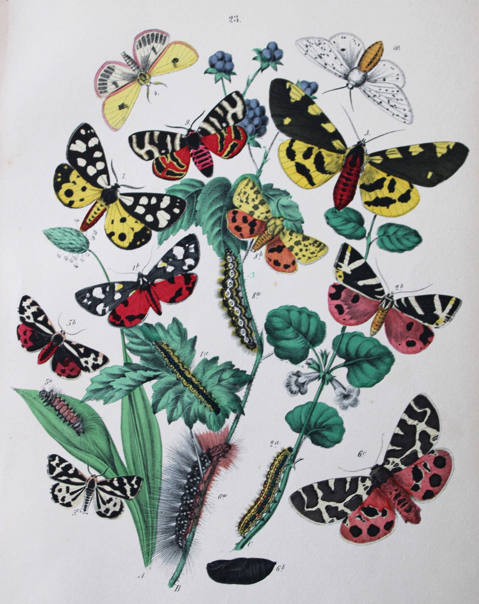 WF Kirby - Hand coloured lithograph from European Butterflies and Moths 1882 (1 of 1)