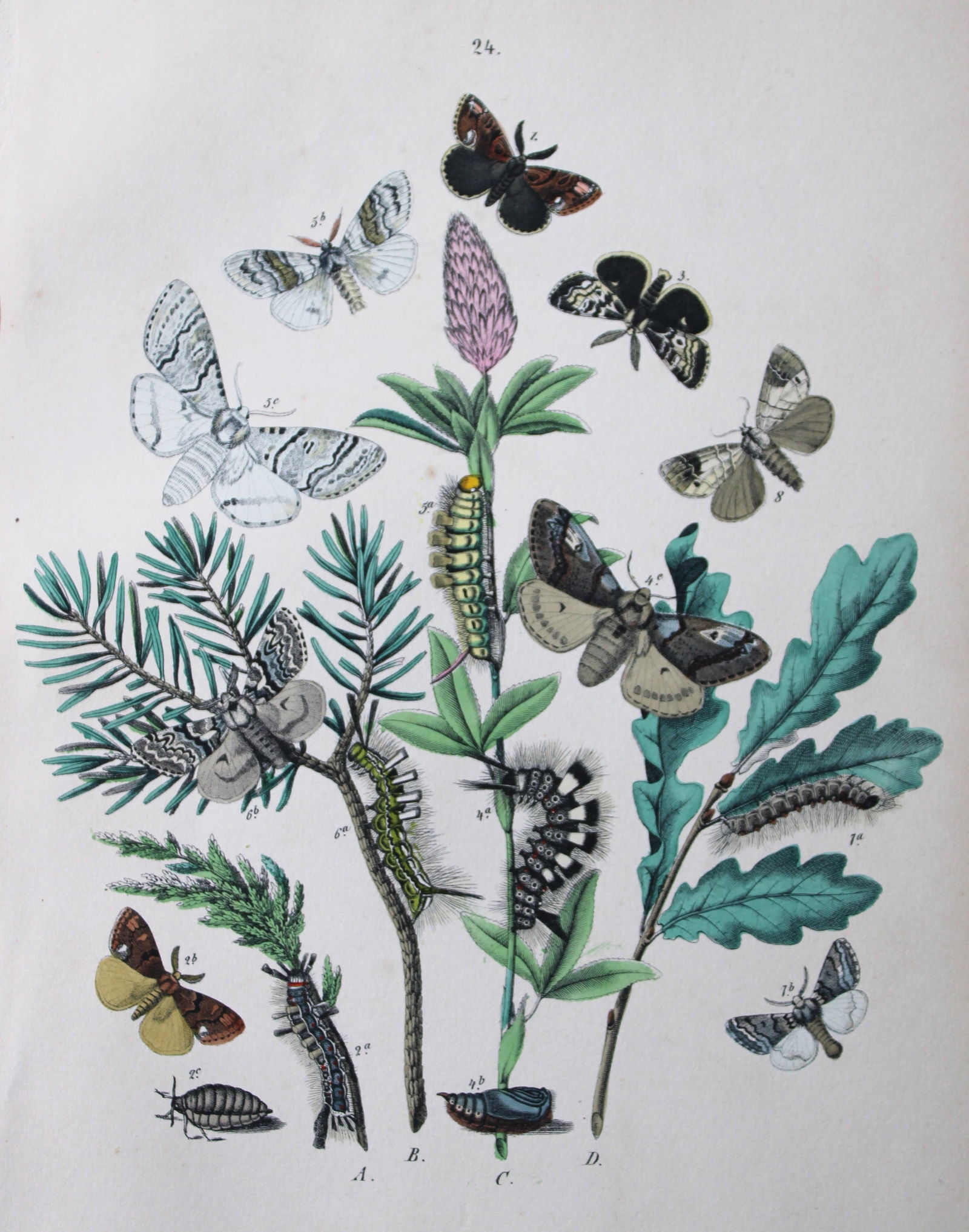 WF Kirby - Hand coloured lithograph from European Butterflies and Moths 1882 (1 of 1)
