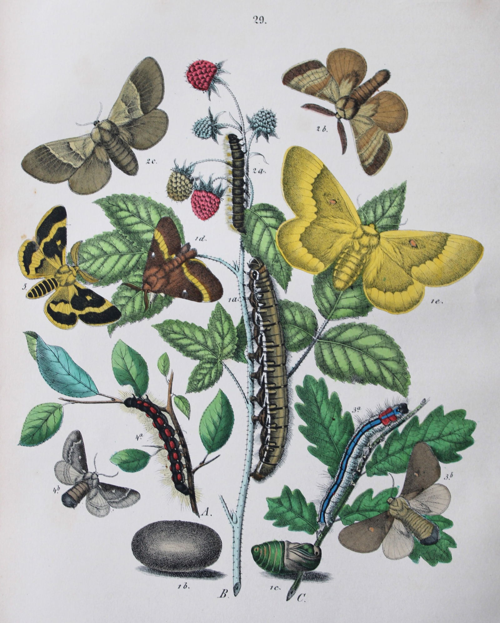 WF Kirby - Hand coloured lithograph from European Butterflies and Moths 1882 (1 of 1)