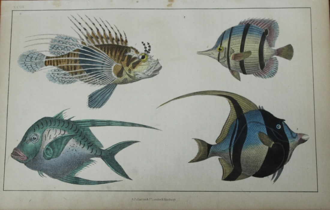 Oliver Goldsmith - Engraving of fishes 1850 (1 of 1)