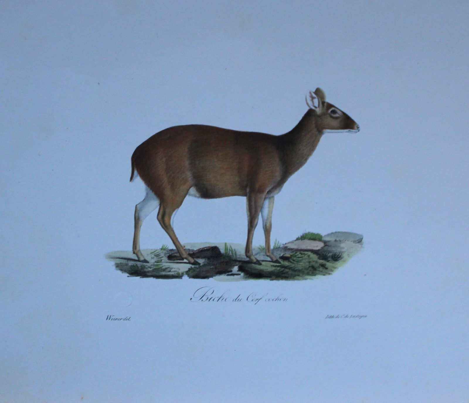 St Hilaire - Hand coloured lithograph of a Doe of the Stag Pig 1818 (1 of 2)