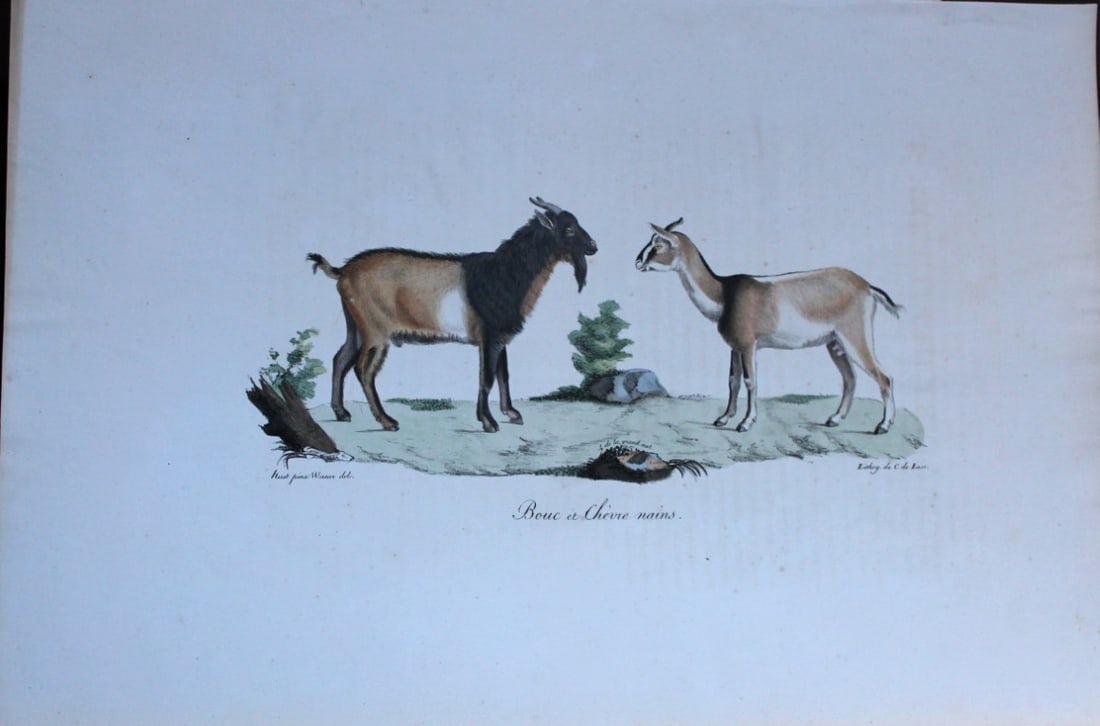 St Hilaire - Hand coloured lithograph of Dwarf Goat and Kid 1818 (1 of 2)