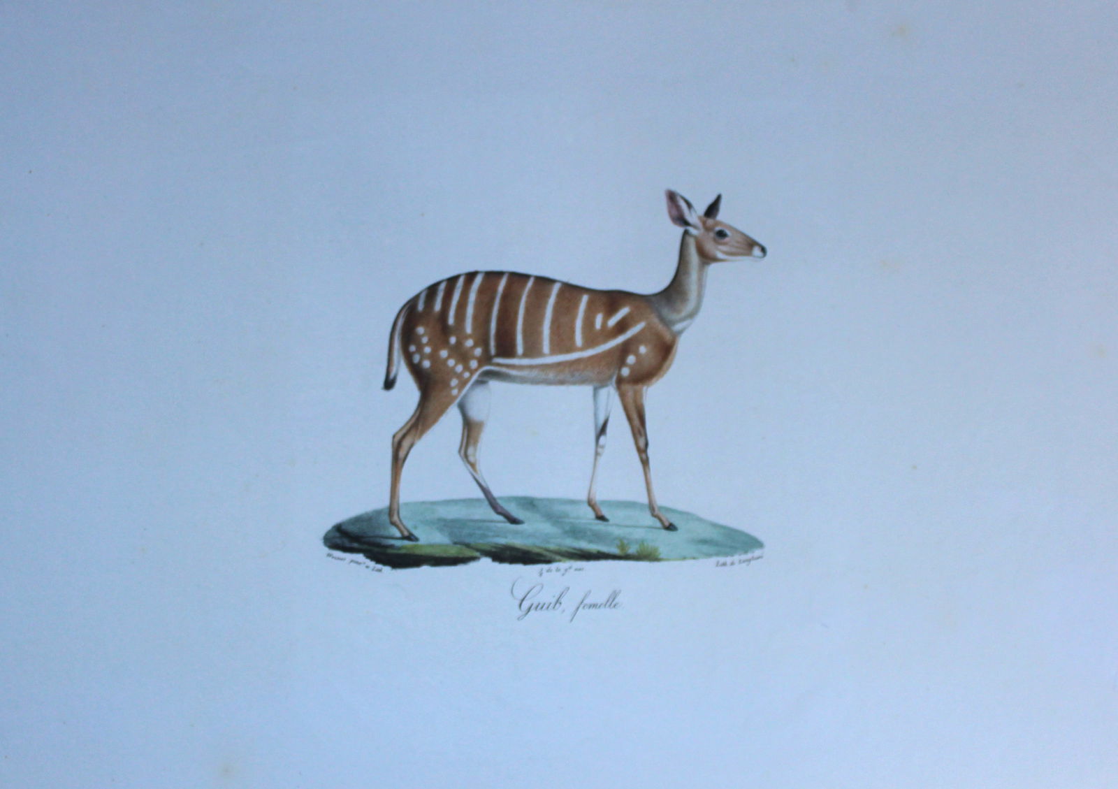 St Hilaire - Hand coloured lithograph of the Guib or Harnessed Antelope 1818 (1 of 2)