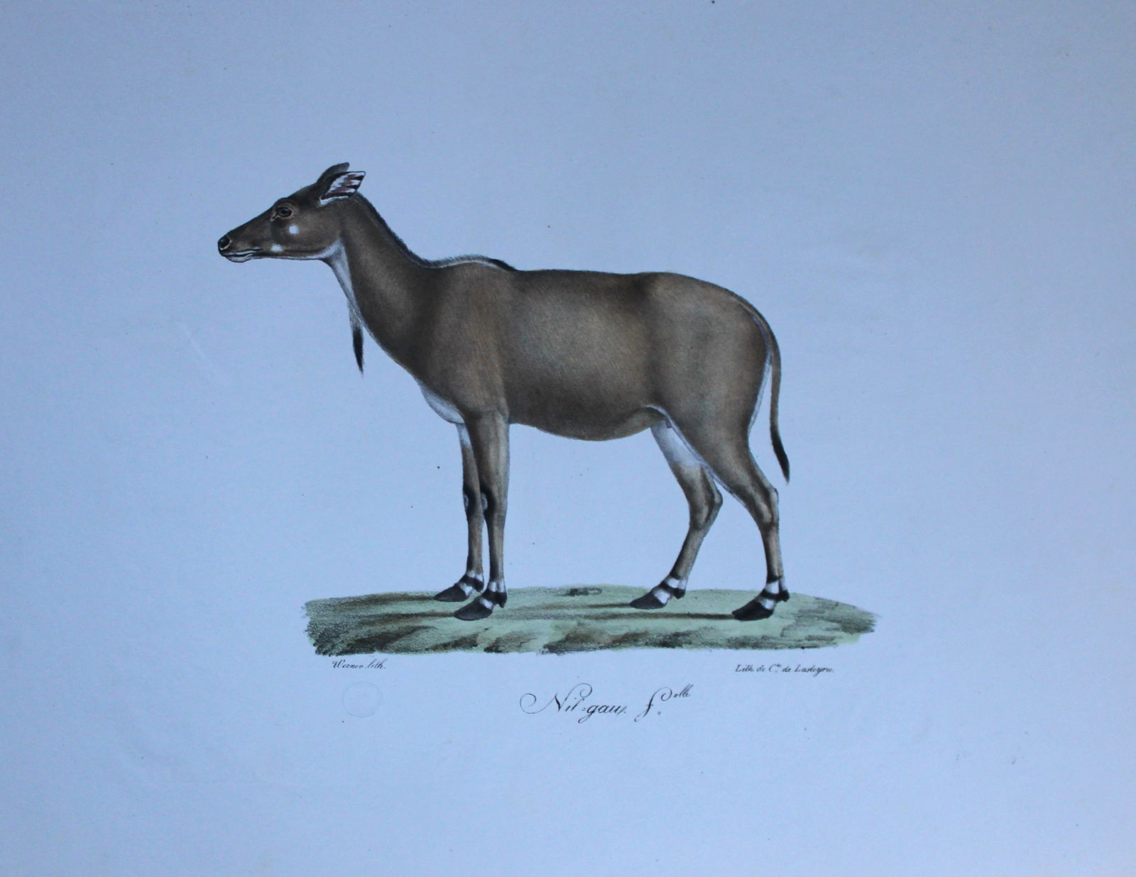 St Hilaire - Hand coloured lithograph of the Nilgai 1818 (1 of 2)