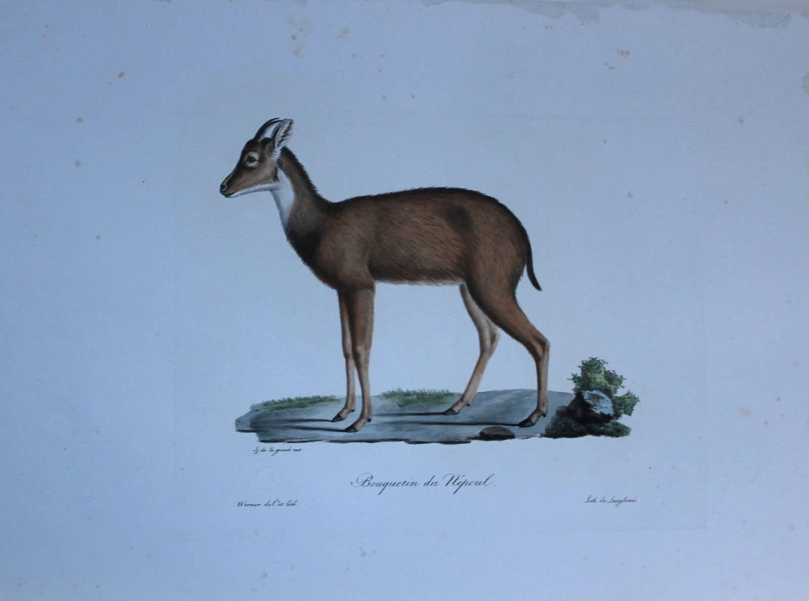 St Hilaire - Hand coloured lithograph of the Red Goral 1818 (1 of 2)
