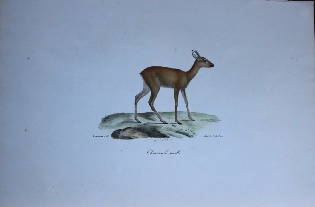 St Hilaire - Hand coloured lithograph of a Doe of the Roe Deer 1818 (1 of 2)