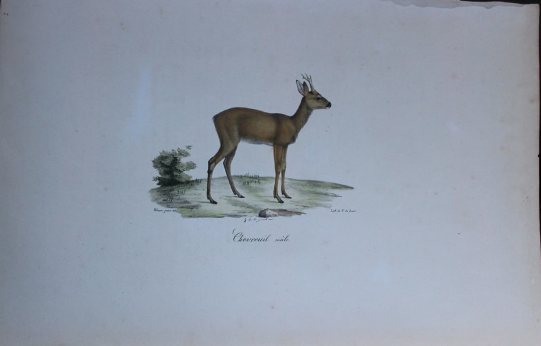 St Hilaire - Hand coloured lithograph of the Stag of the Roe Deer 1818 (1 of 2)