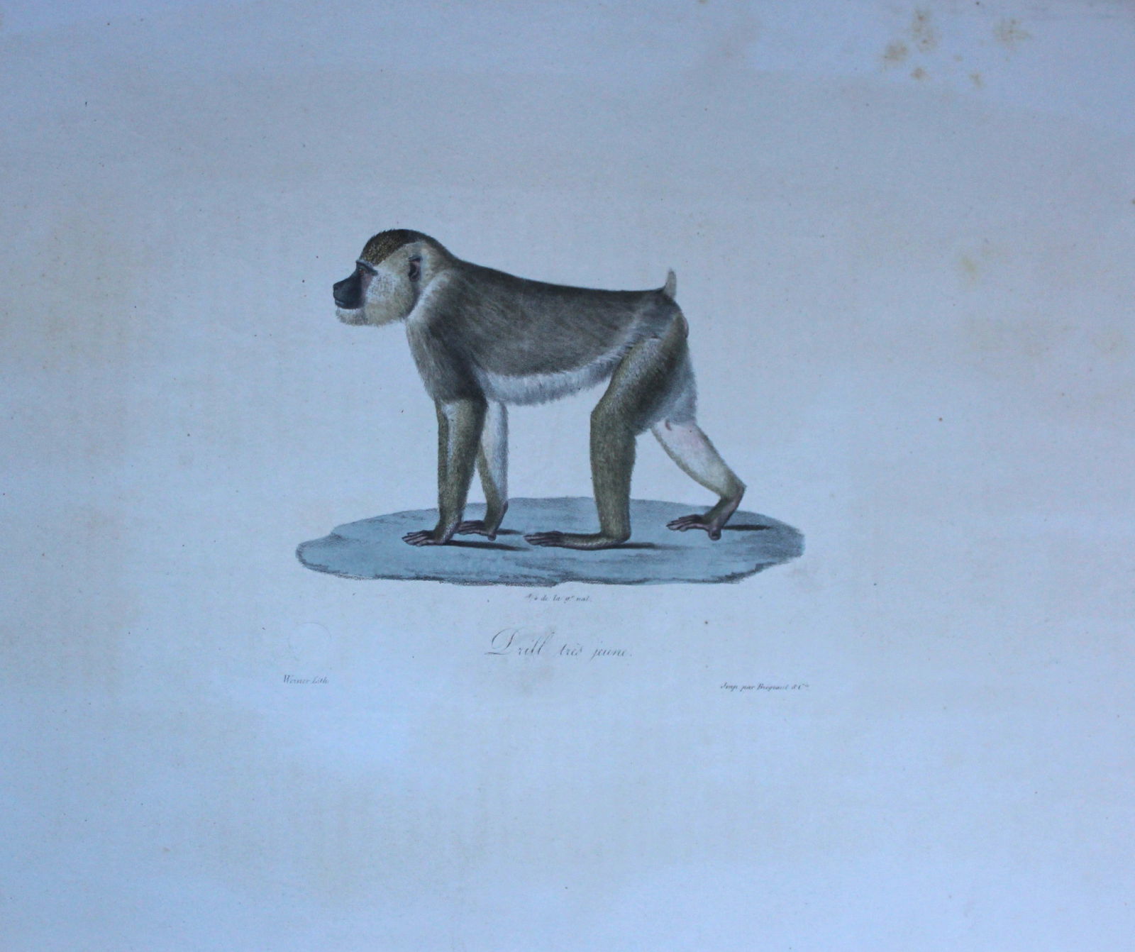 St Hilaire - Hand coloured lithograph of a Young Drill 1818 (1 of 2)