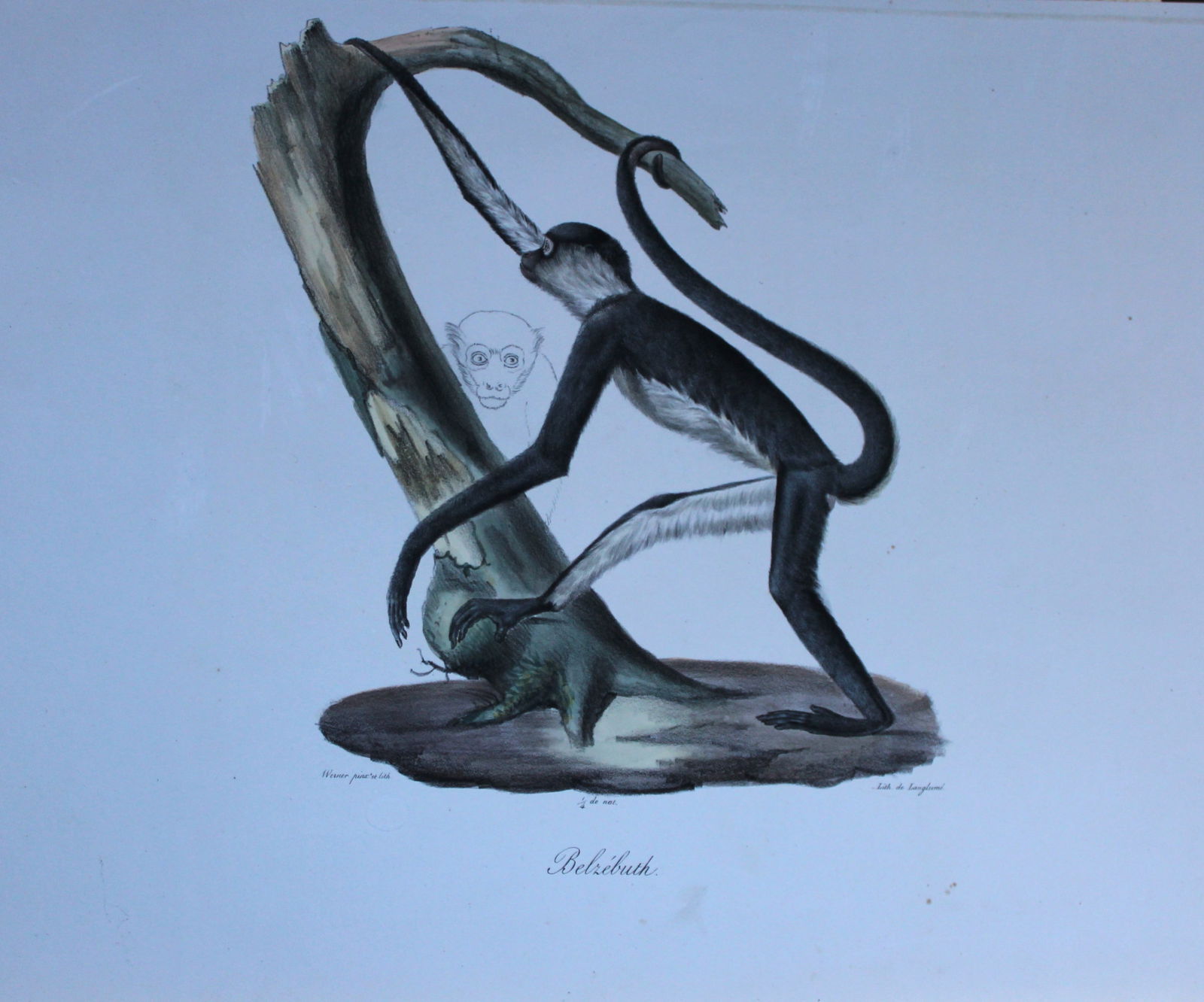 St Hilaire - Hand coloured lithograph of a White-fronted Spider Monkey 1818 (1 of 2)