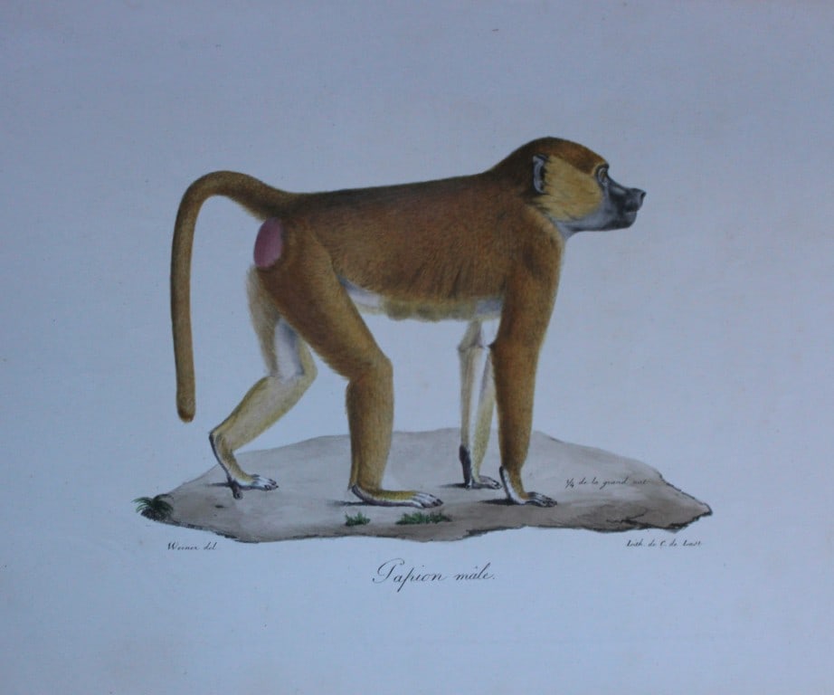 St Hilaire - Hand coloured lithograph of a West African Baboon 1818 (1 of 2)
