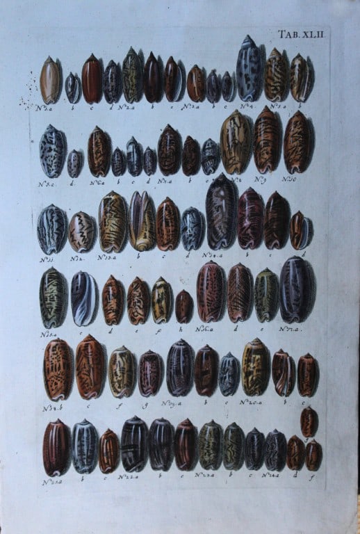 JS Schroter - Rare hand coloured engraving of shells 1782: This rare hand coloured copper plate conchology engraving, on laid paper, is originally from Musei Gottwaldiani Testaceorum, Stellarum Marinarum et Coralliorum quae Supersunt Tablulae. Die Conchylien,