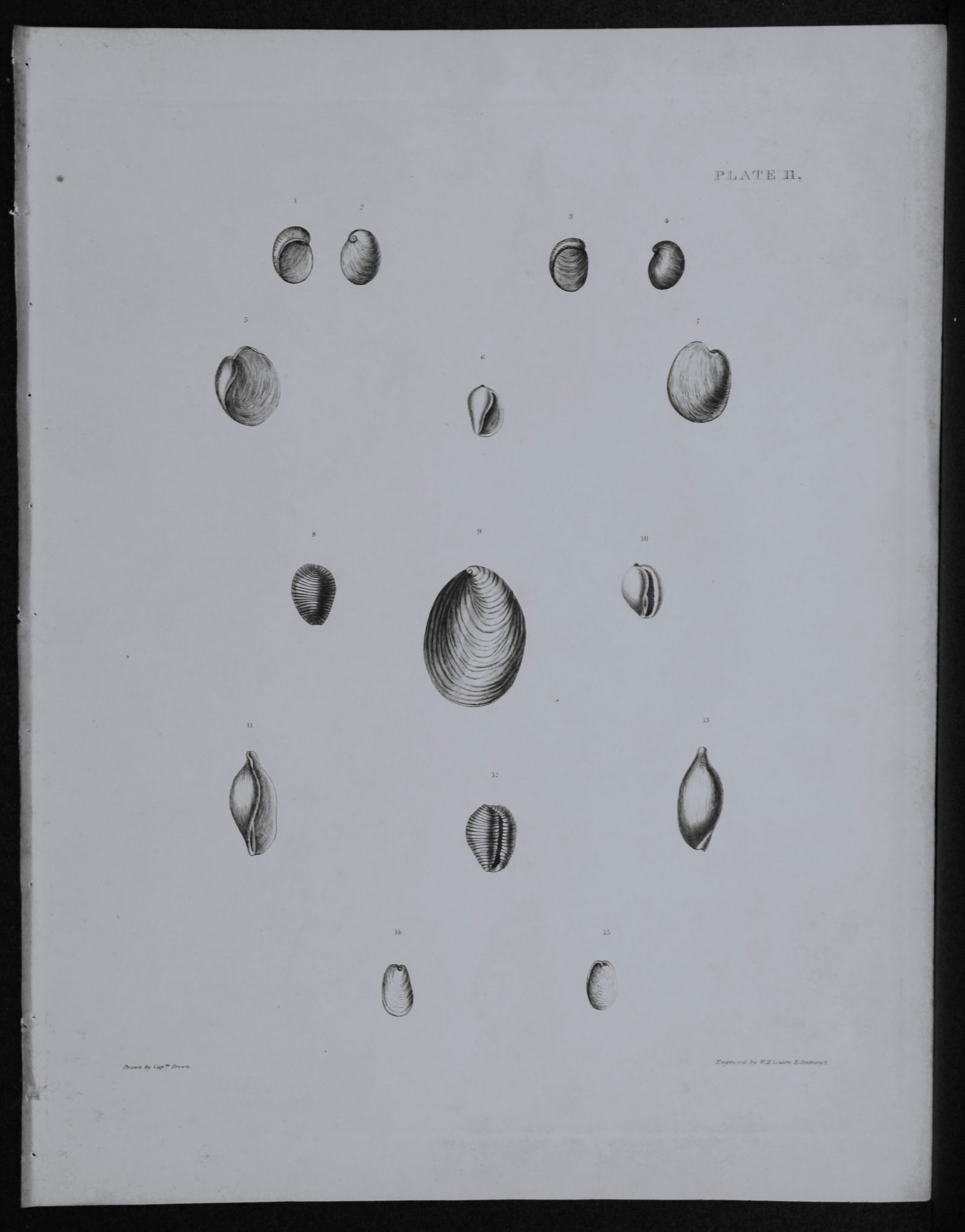 Capt. Thomas Brown - Engraving of shells 1844: This engraving is from Illustrations of the Recent Conchology of Great Britain and Ireland, with the description and localities of all the species, marine, land, and fresh water by Captain Thomas Brow