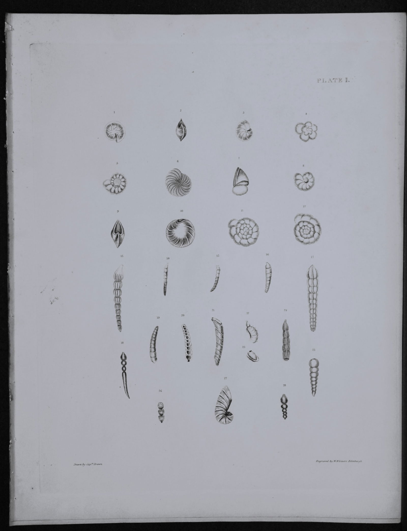 Capt. Thomas Brown - Engraving of shells 1844: This engraving is from Illustrations of the Recent Conchology of Great Britain and Ireland, with the description and localities of all the species, marine, land, and fresh water by Captain Thomas Brow