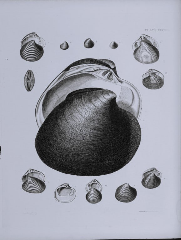 Capt. Thomas Brown - Engraving of shells 1844 (1 of 1)