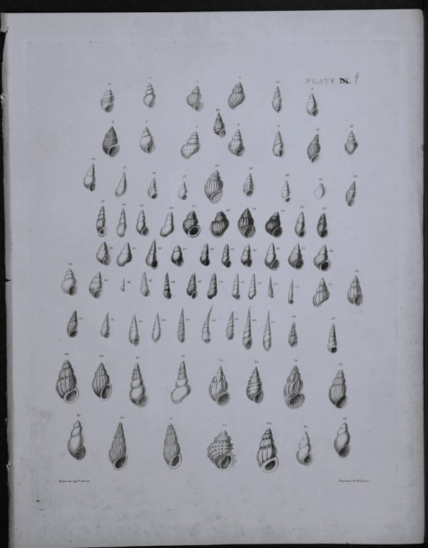 Capt. Thomas Brown - Engraving of shells 1844 (1 of 1)