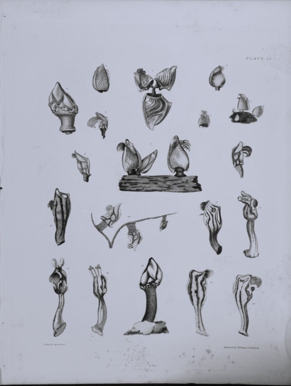 Capt. Thomas Brown - Engraving of shells 1844: This engraving is from Illustrations of the Recent Conchology of Great Britain and Ireland, with the description and localities of all the species, marine, land, and fresh water by Captain Thomas Brow