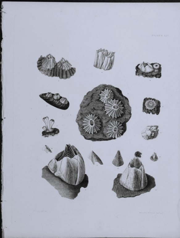 Capt. Thomas Brown - Engraving of shells 1844 (1 of 1)