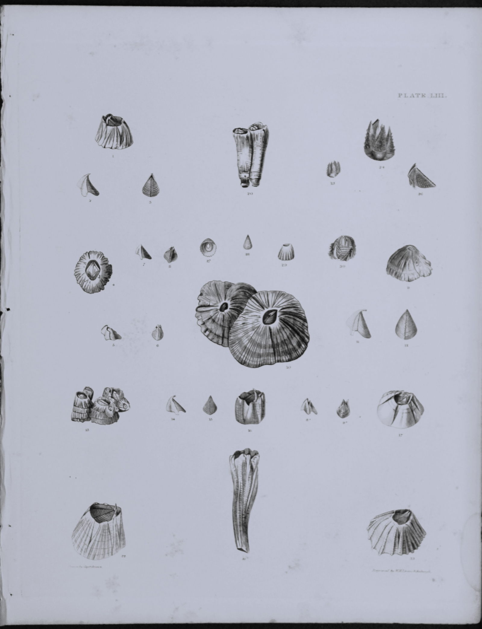 Capt. Thomas Brown - Engraving of shells 1844: This engraving is from Illustrations of the Recent Conchology of Great Britain and Ireland, with the description and localities of all the species, marine, land, and fresh water by Captain Thomas Brow